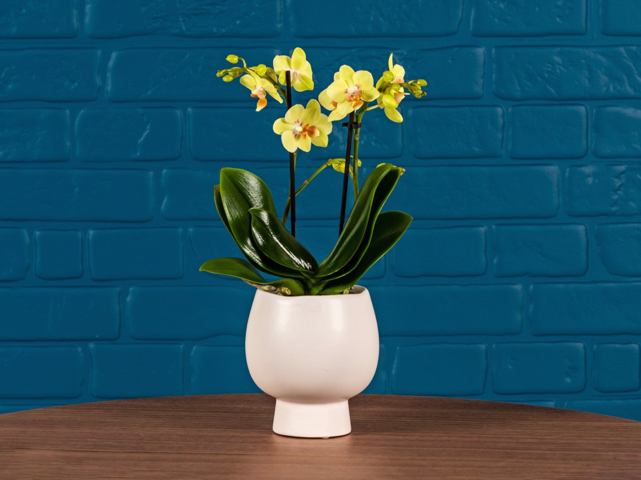 Love Orchids hurst mini orchid in ceramic  indybest