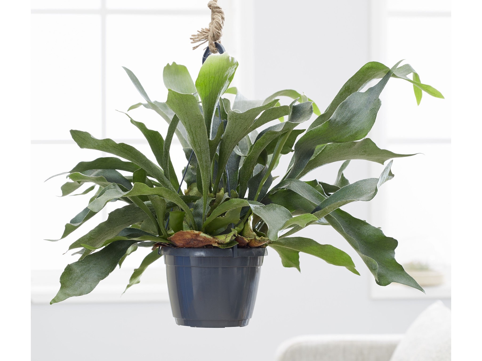 Crocus common staghorn fern inybest