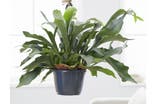 Crocus common staghorn fern inybest