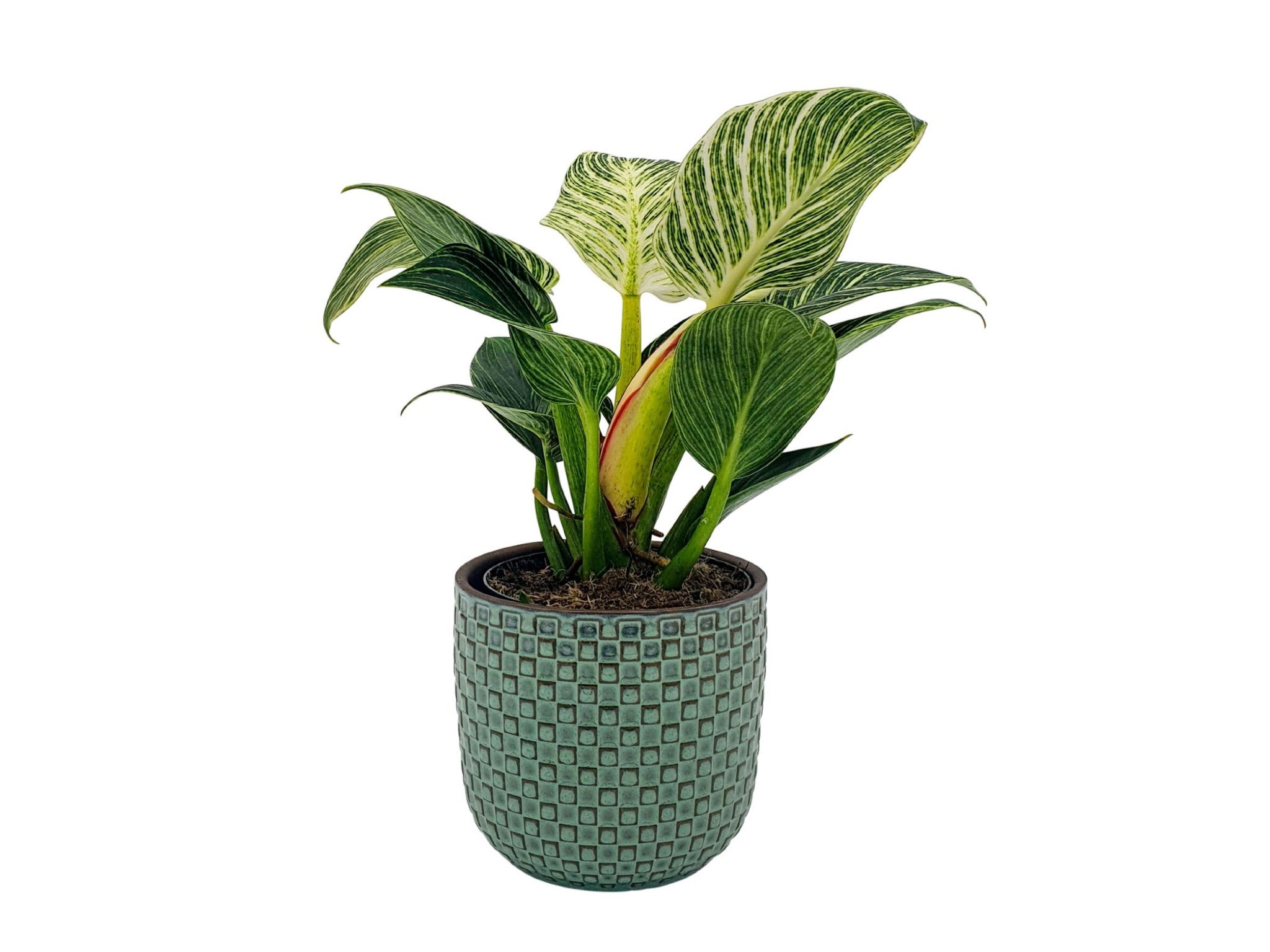 Plant Boutique philodendron birkin white wave indybest