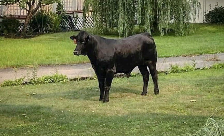 Barney the bull remains at large on Long Island, New York