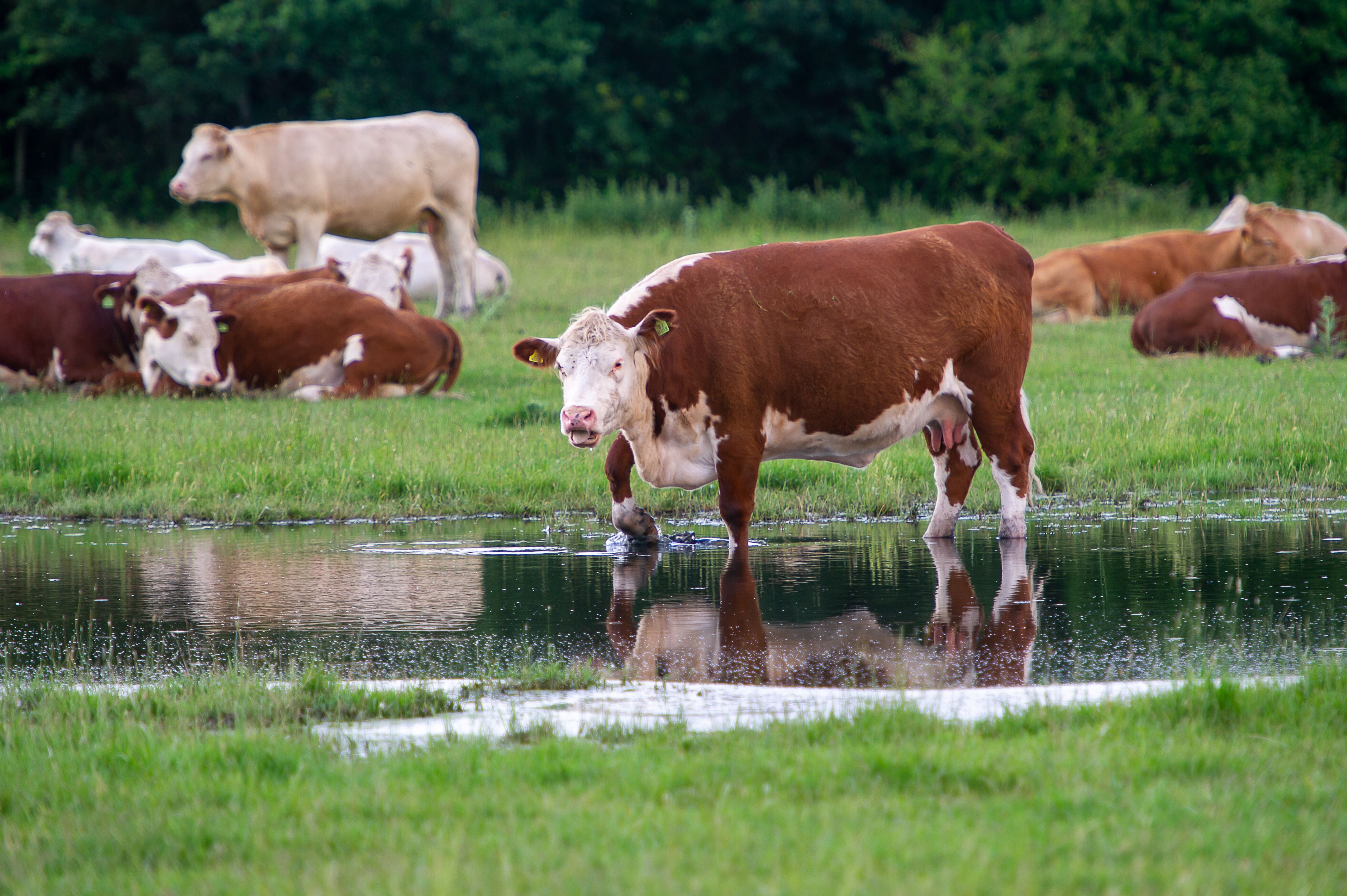 Thames Water is legally allowed to let excess water flow into Roundmoor Ditch, which exacerbates flooding in the area and puts cattle at risk of drinking polluted water