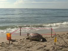 Dead Sea Turtle found with ‘puncture to head’ on Florida beach