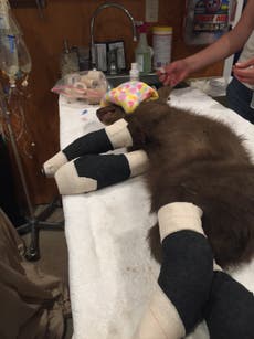 Black bear cub being treated for burns after rescue from wildfire escapes