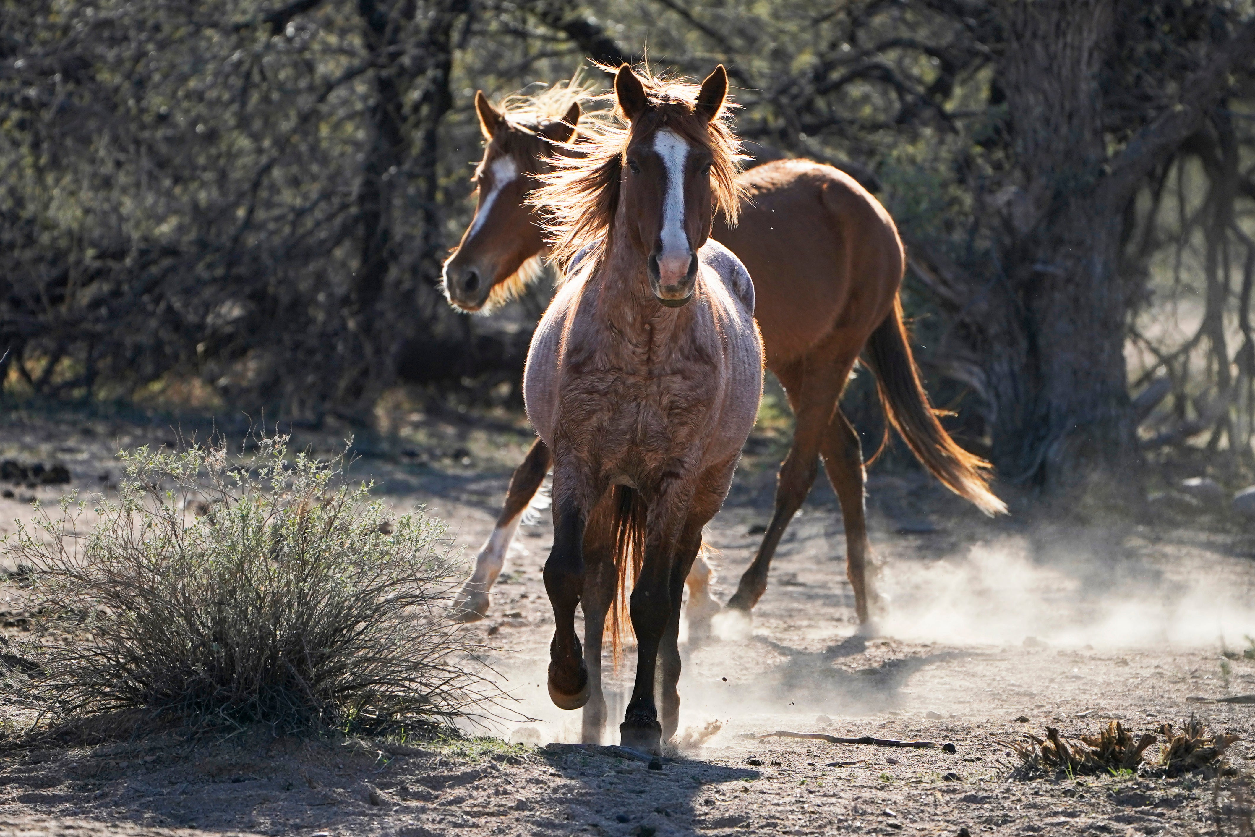 Wild Horses Adption Protections