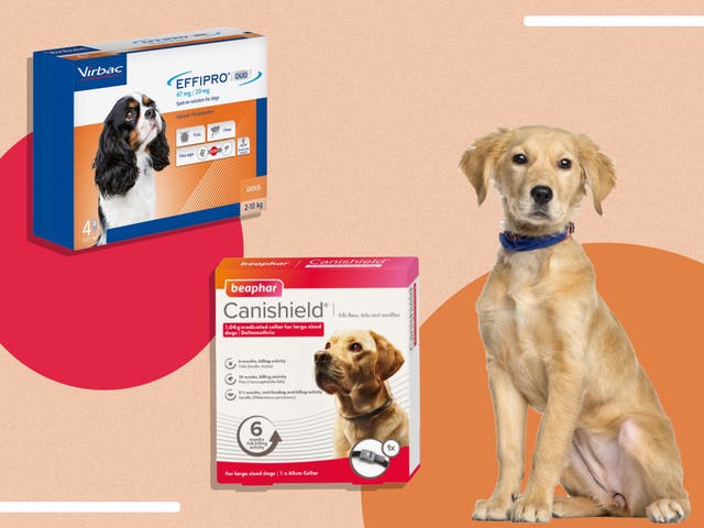 <p>Whether it’s for a puppy or on old pooch, we asked leading veterinary practitioners to share their advice </p>