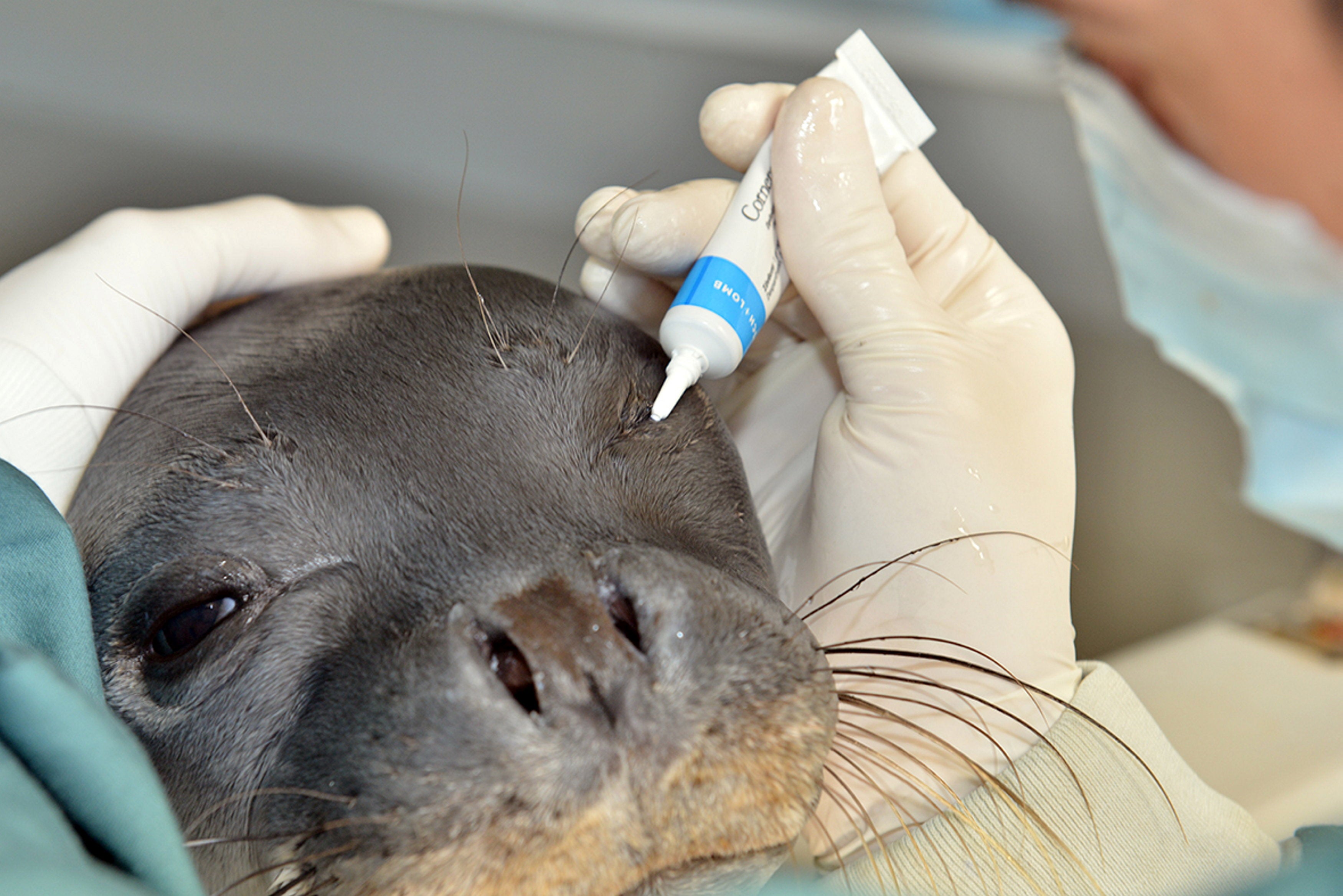 Kostis the orphaned seal