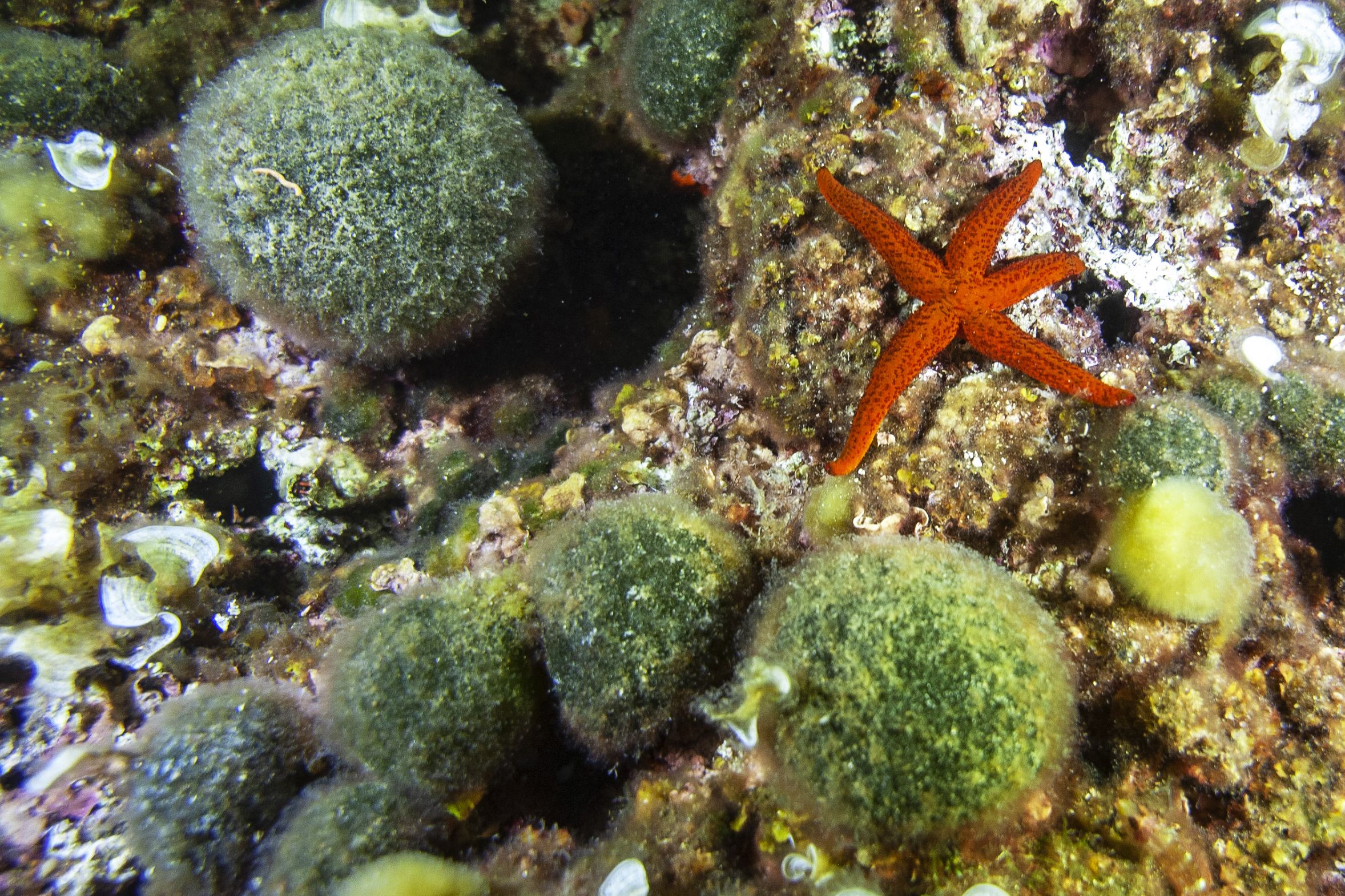 Red starfish near Green sponge ball pictured in the Tiboulen du Frioul reef near Marseille, southern France