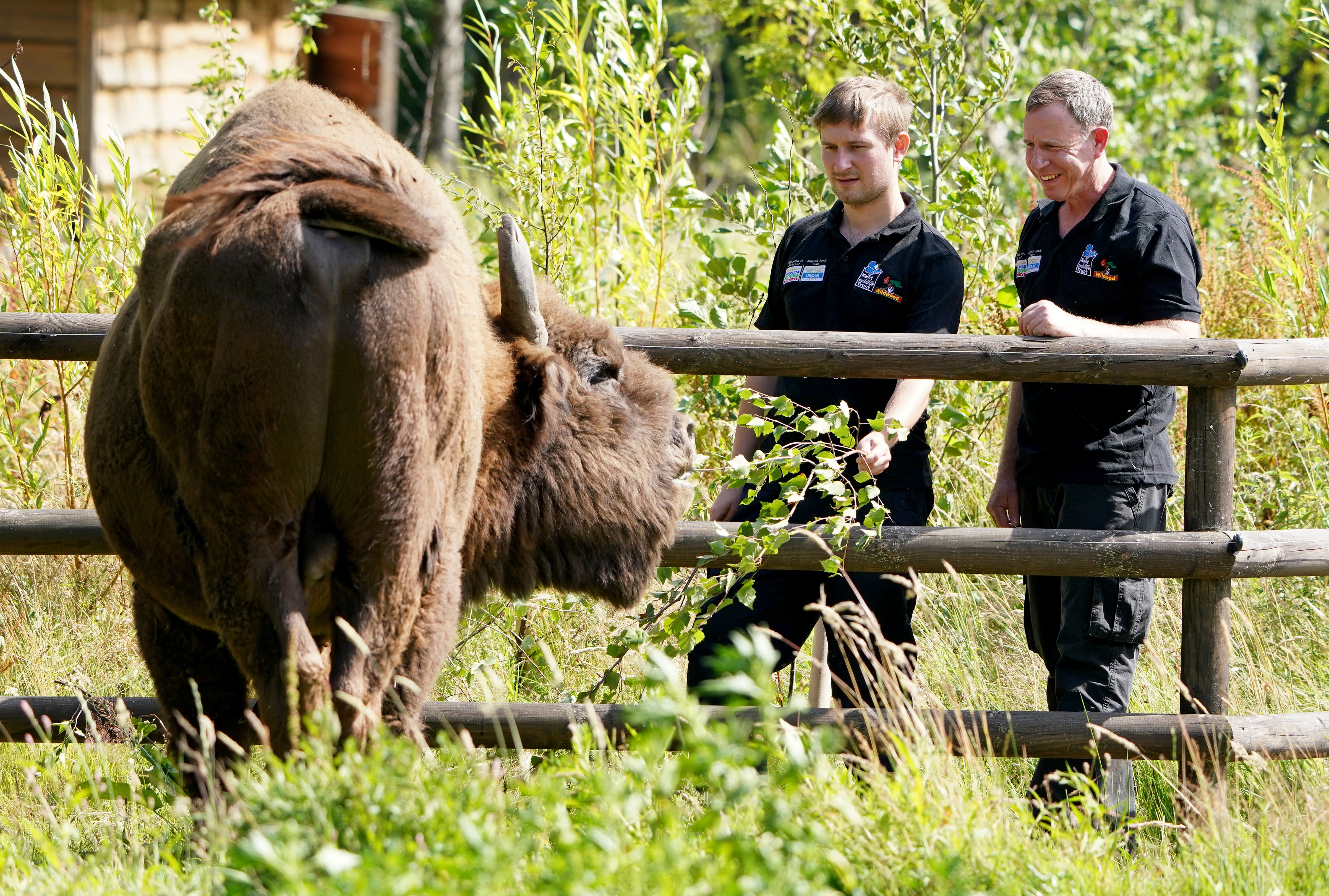 Tom Gibbs (left) and Donovan Wright, the UK’s first-ever bison rangers, get to know a bison (Gareth Fuller/PA)