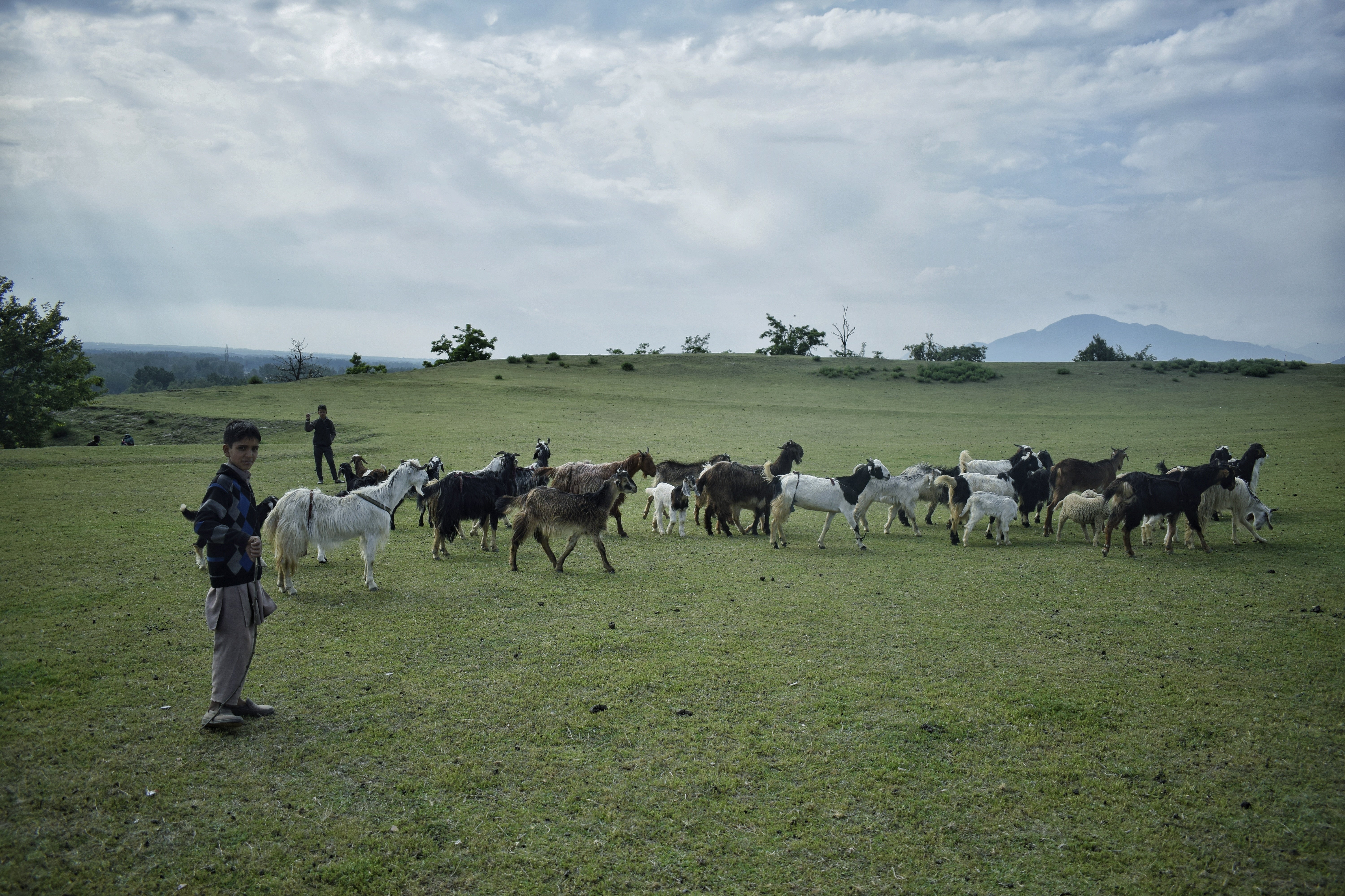 A child herding his goats in Bijbehara, Anantnag