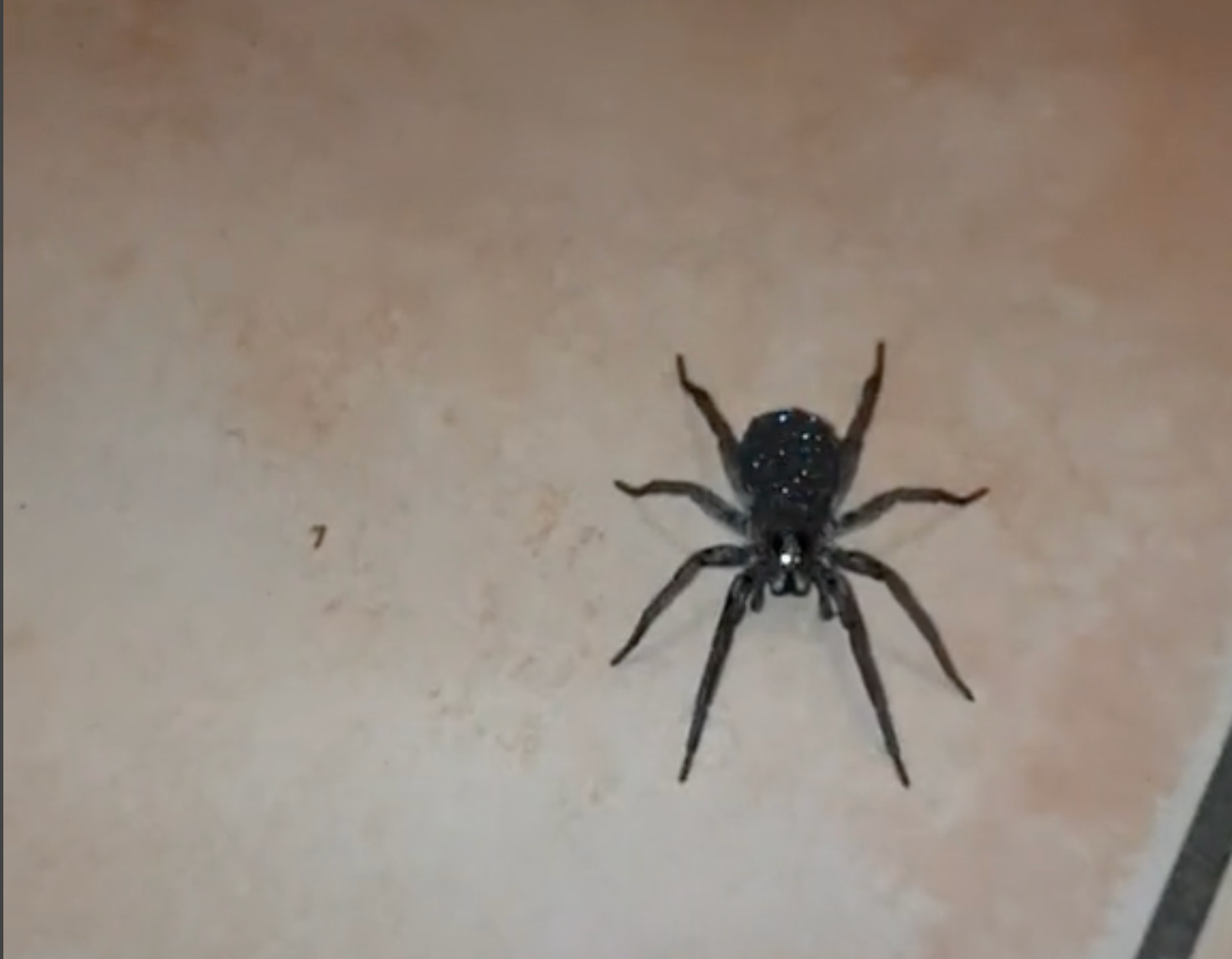 This spider is a wolf spider who carries their babies on their back, which gives the impression they ‘sparkle’