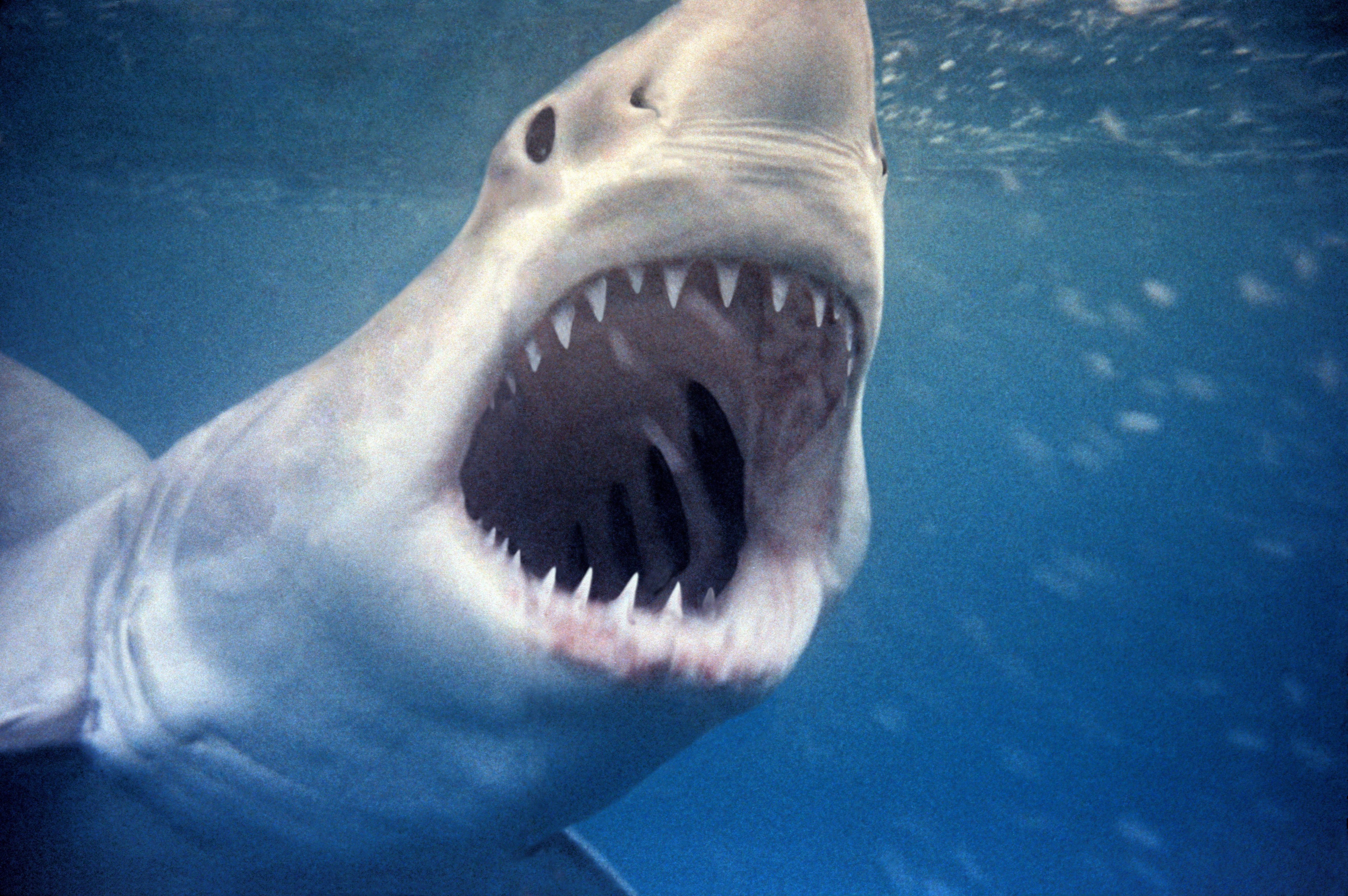 Great white shark with huge bite scar sparks frenzy of theories on Instagram: What bites a huge shark?
