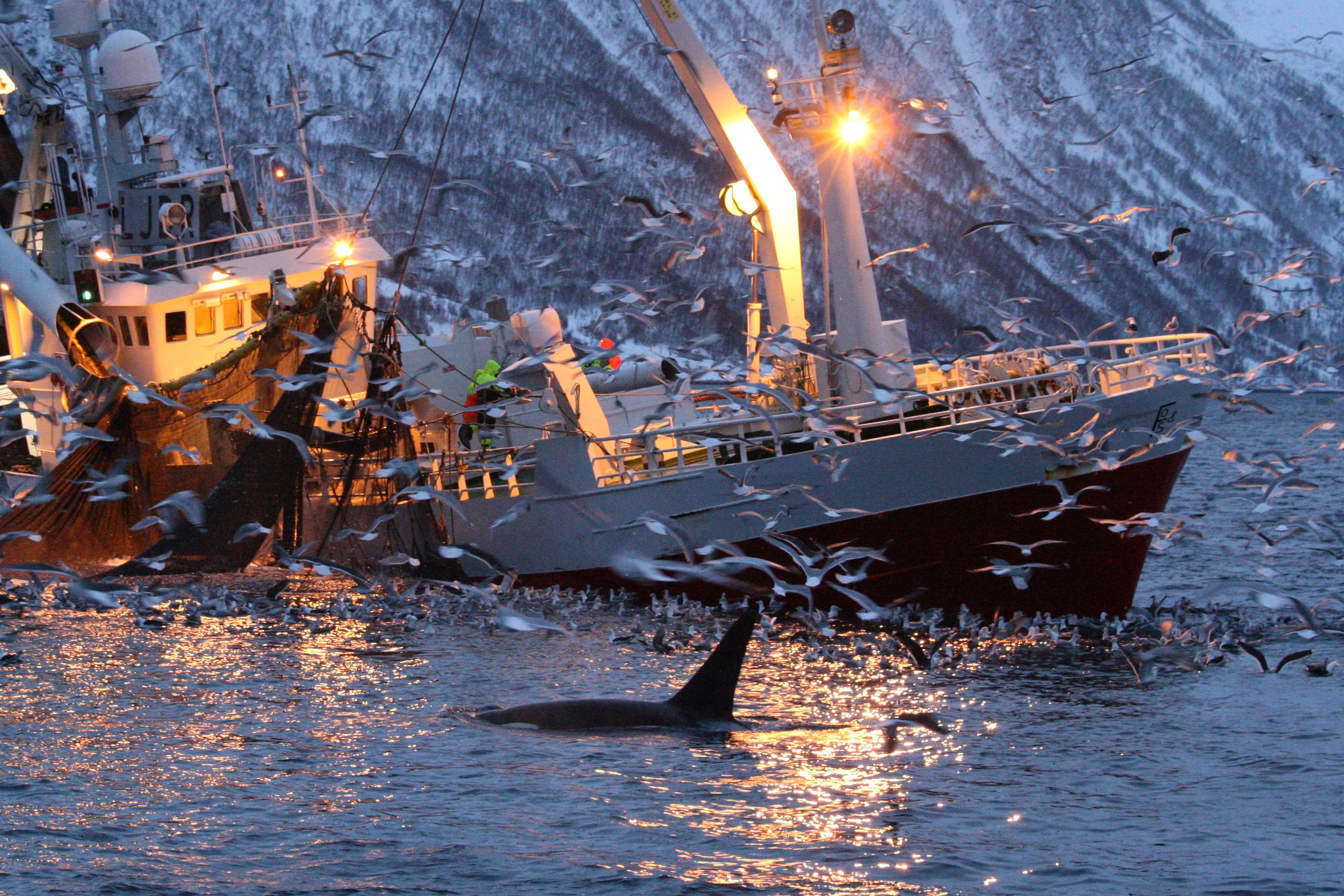 Research says ocean warming could be bringing whales closer to fishing communities