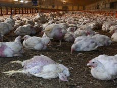 Supermarkets like Morrisons are still selling cruelly farmed ‘Frankenchicken’ – are we really OK with that?