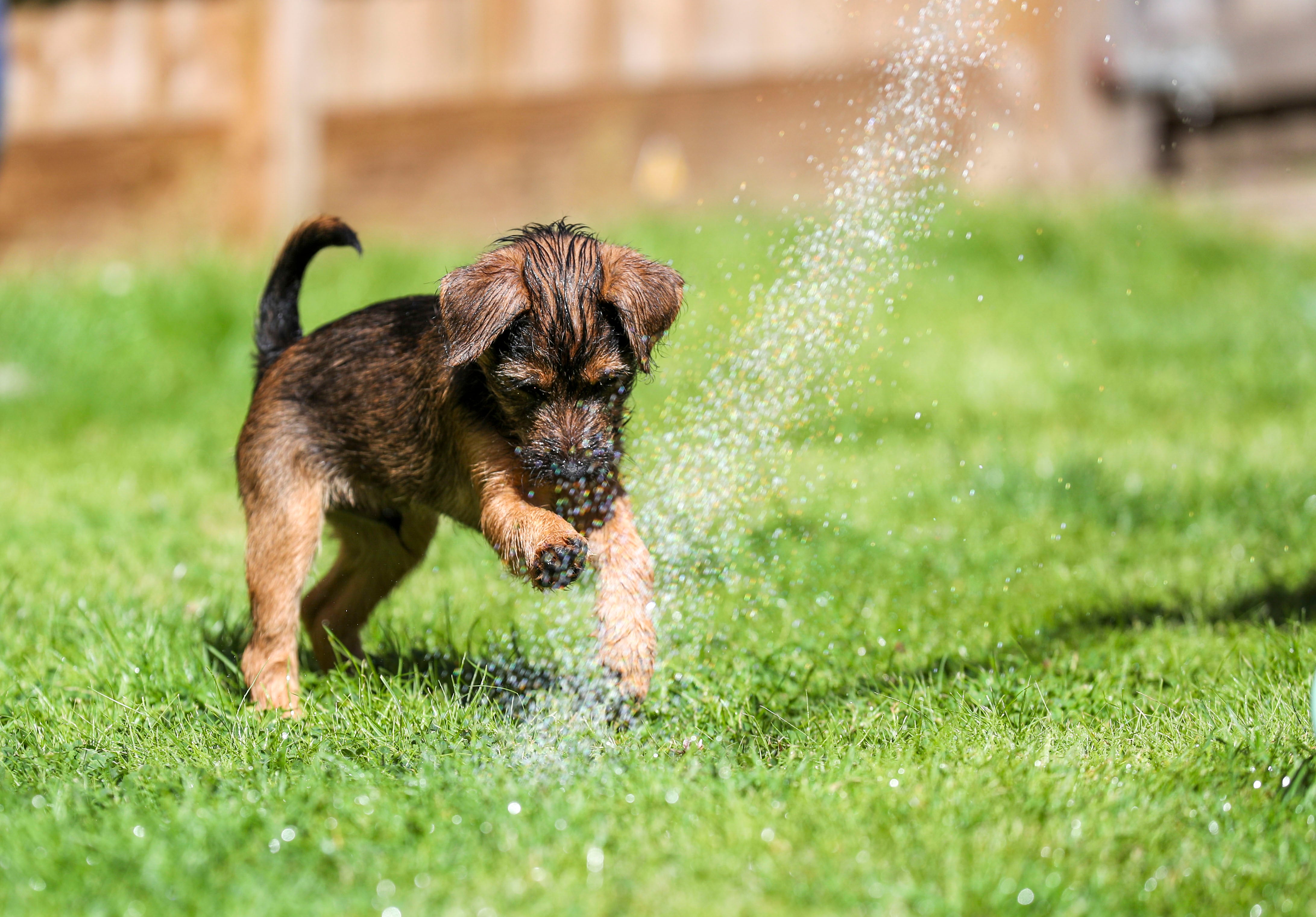 Demand for pandemic puppies has declined according to new figures (Steve Parsons/PA)