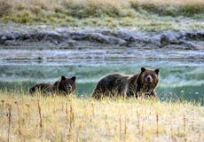 Yellowstone hunts for woman who got too close to grizzly bear