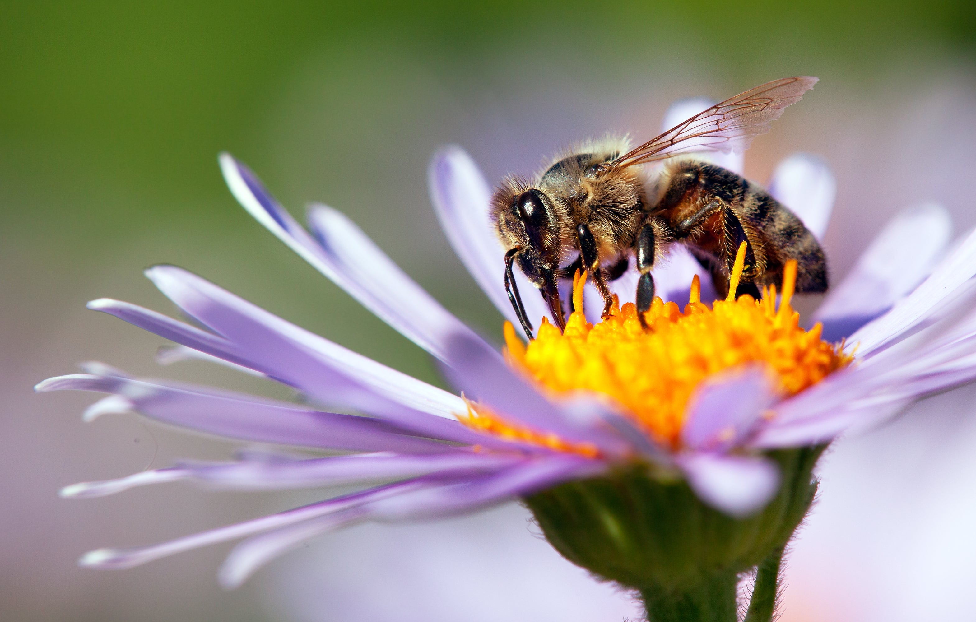 The insects are crucial to the eco-system due to their role in pollination, but populations are rapidly declining due to habitat loss, pollution and the use of pesticides