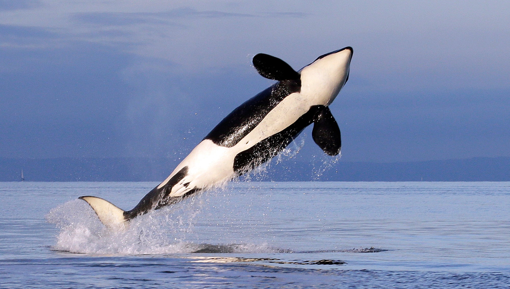 Northwest Orca Protection