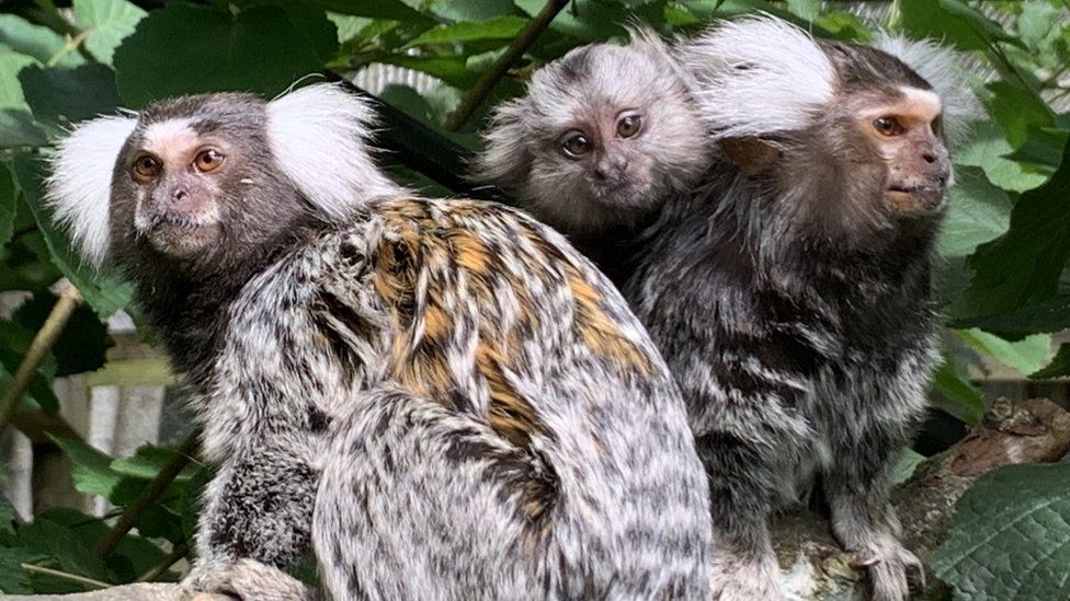 TikTok is enjoying his new life with Clydie and Ronnie at Monkey World