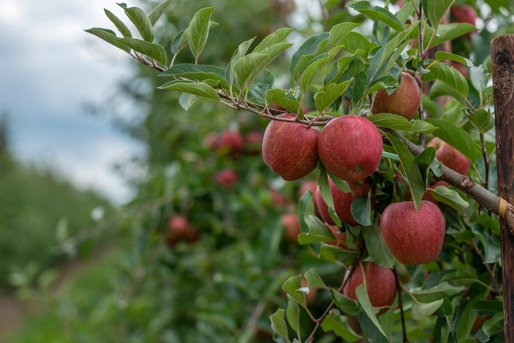 Camellia has bought the UK’s second biggest apple farm in the UK (Camellia/PA)