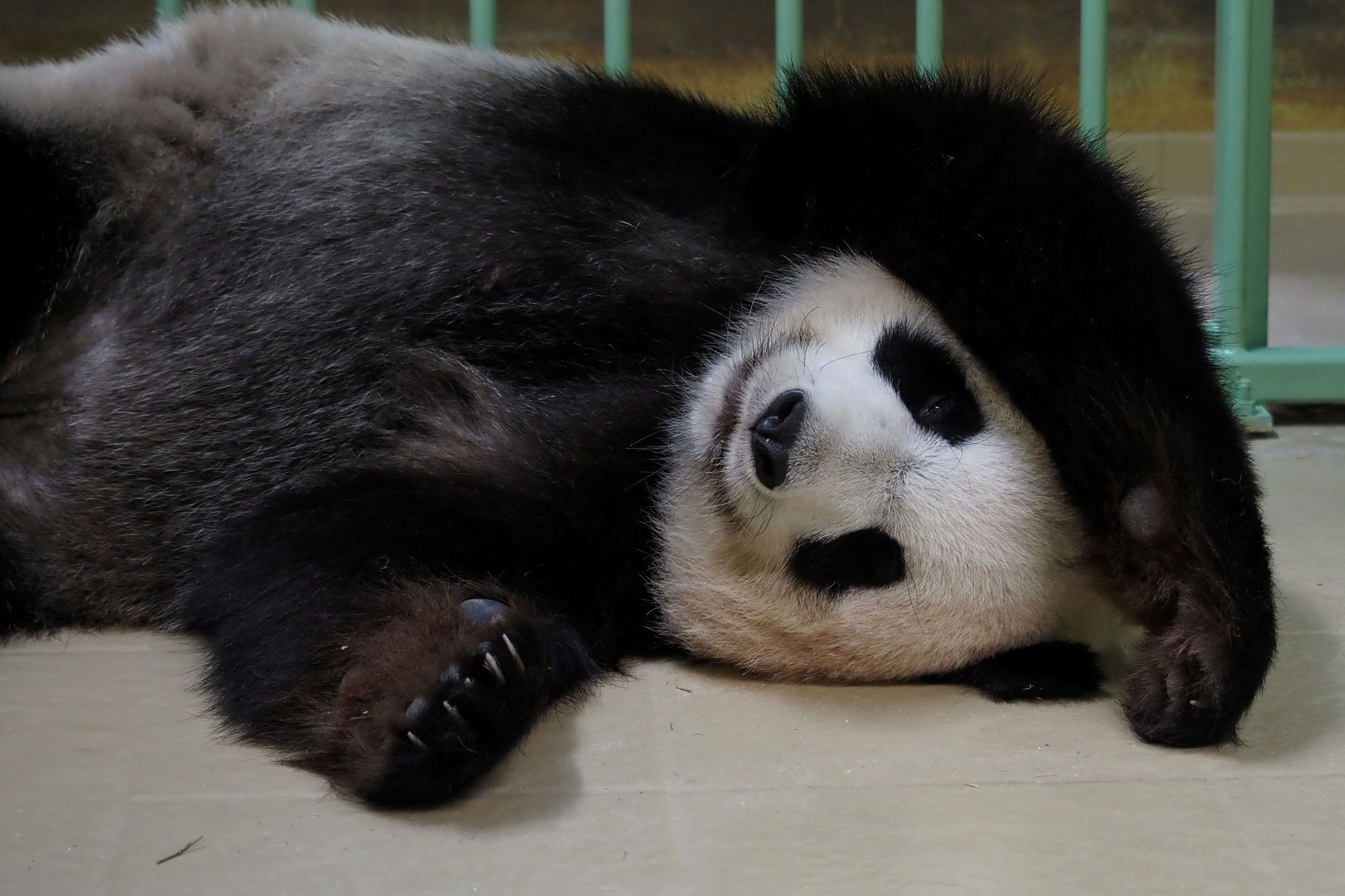 Huan Huan sleeping inside her enclosure one day before giving birth