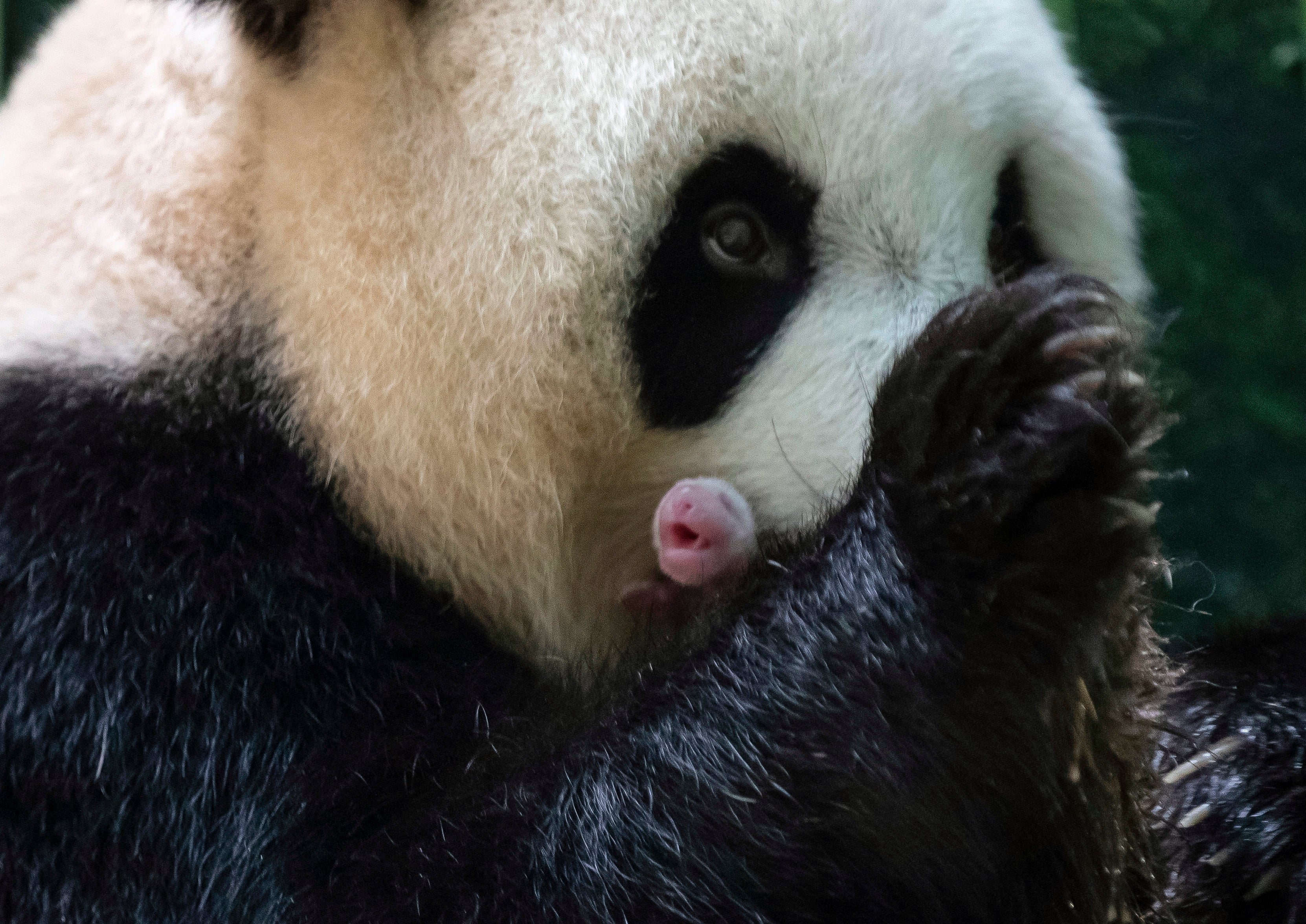 Vets have been helping Huan Huan with the care of the newborn panda twins