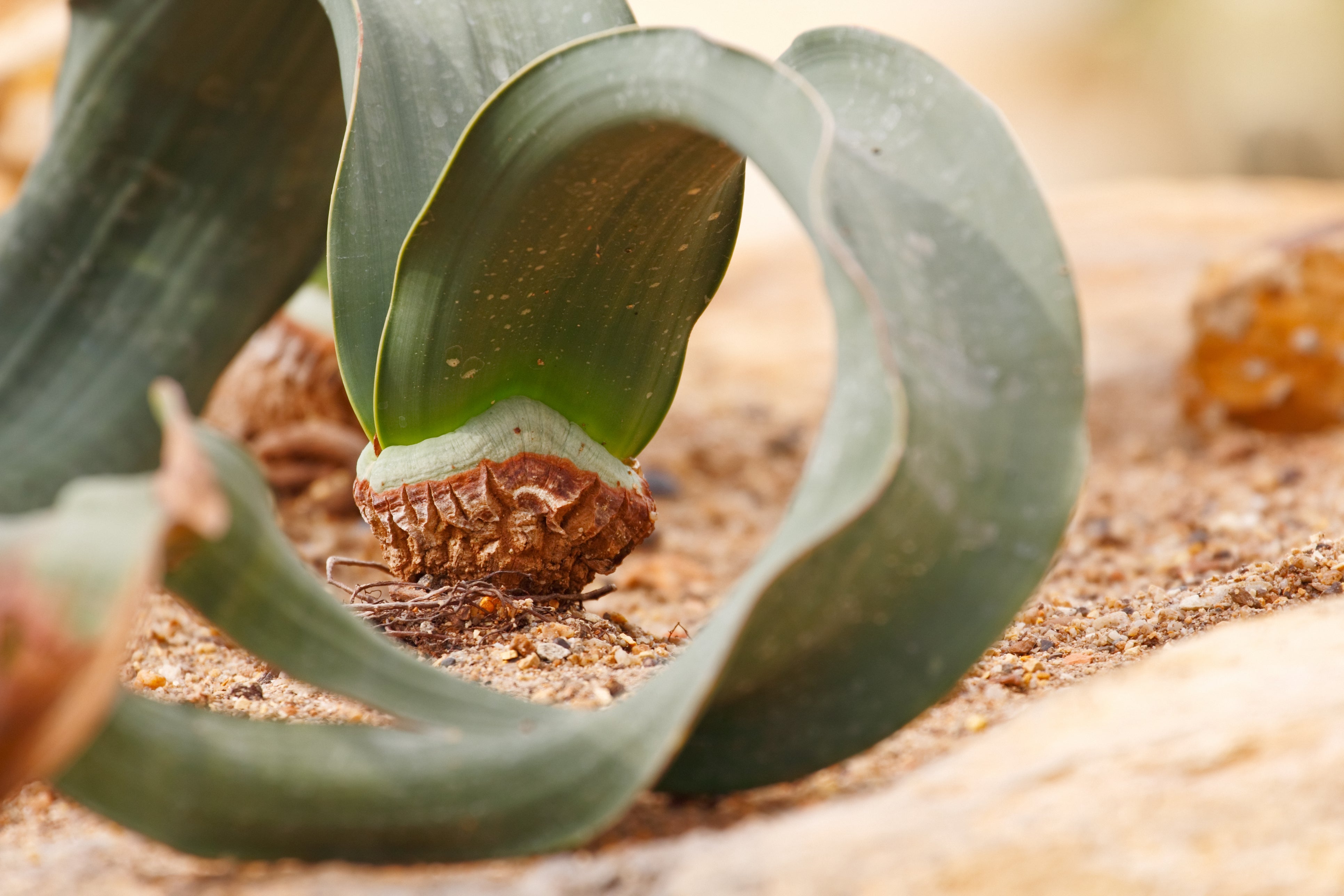 The plant’s leaves pour out of its base