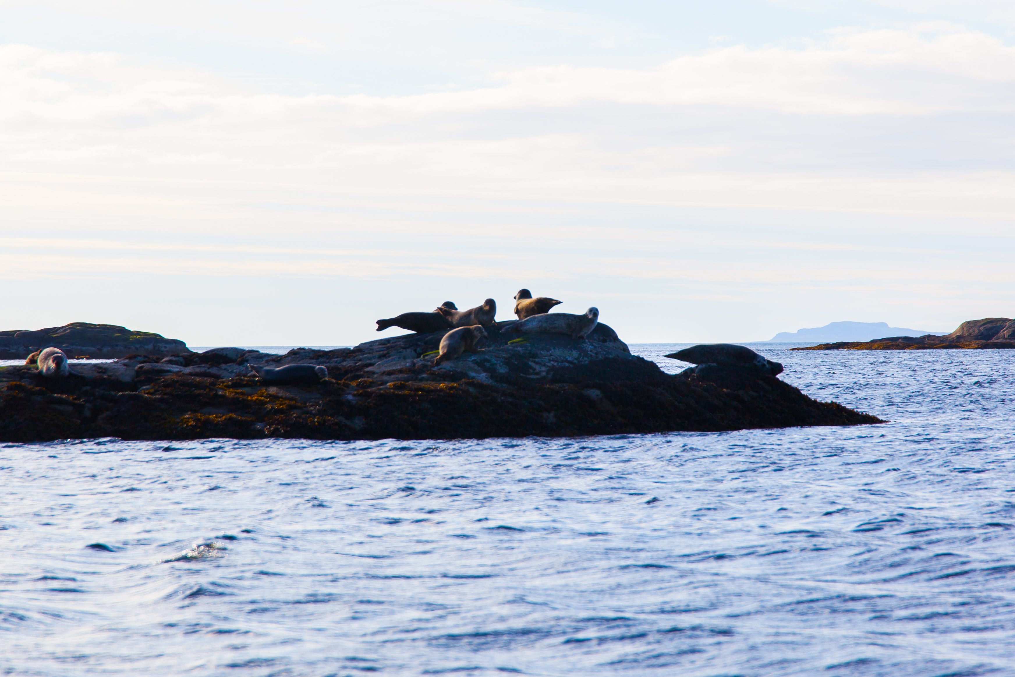 The seals at Eilean Shona are notoriously shy