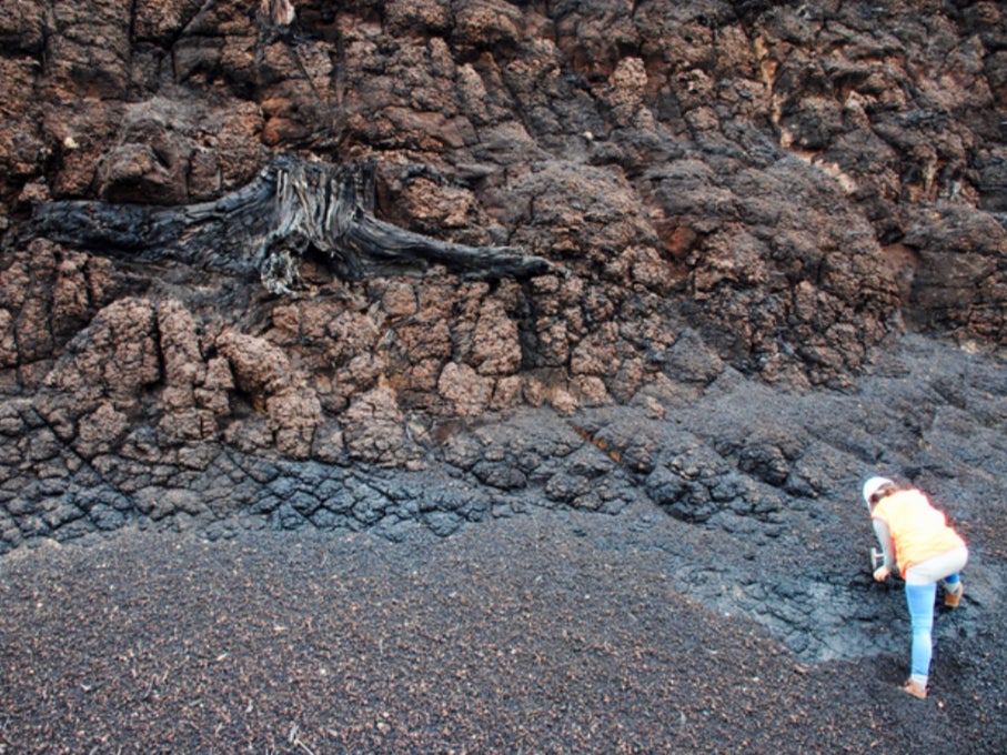 The fossilised remains of a tree stump in lignite deposits in Antarctica