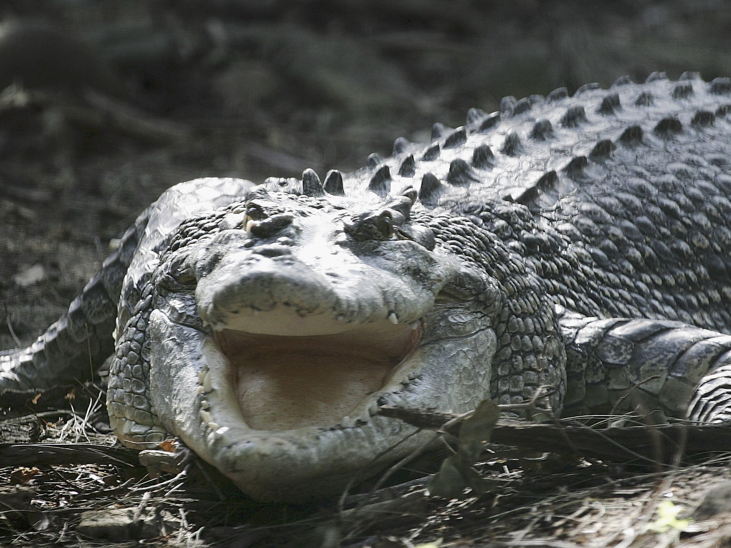 Two American men were injured in a crocodile attack in Mexico (file photo)