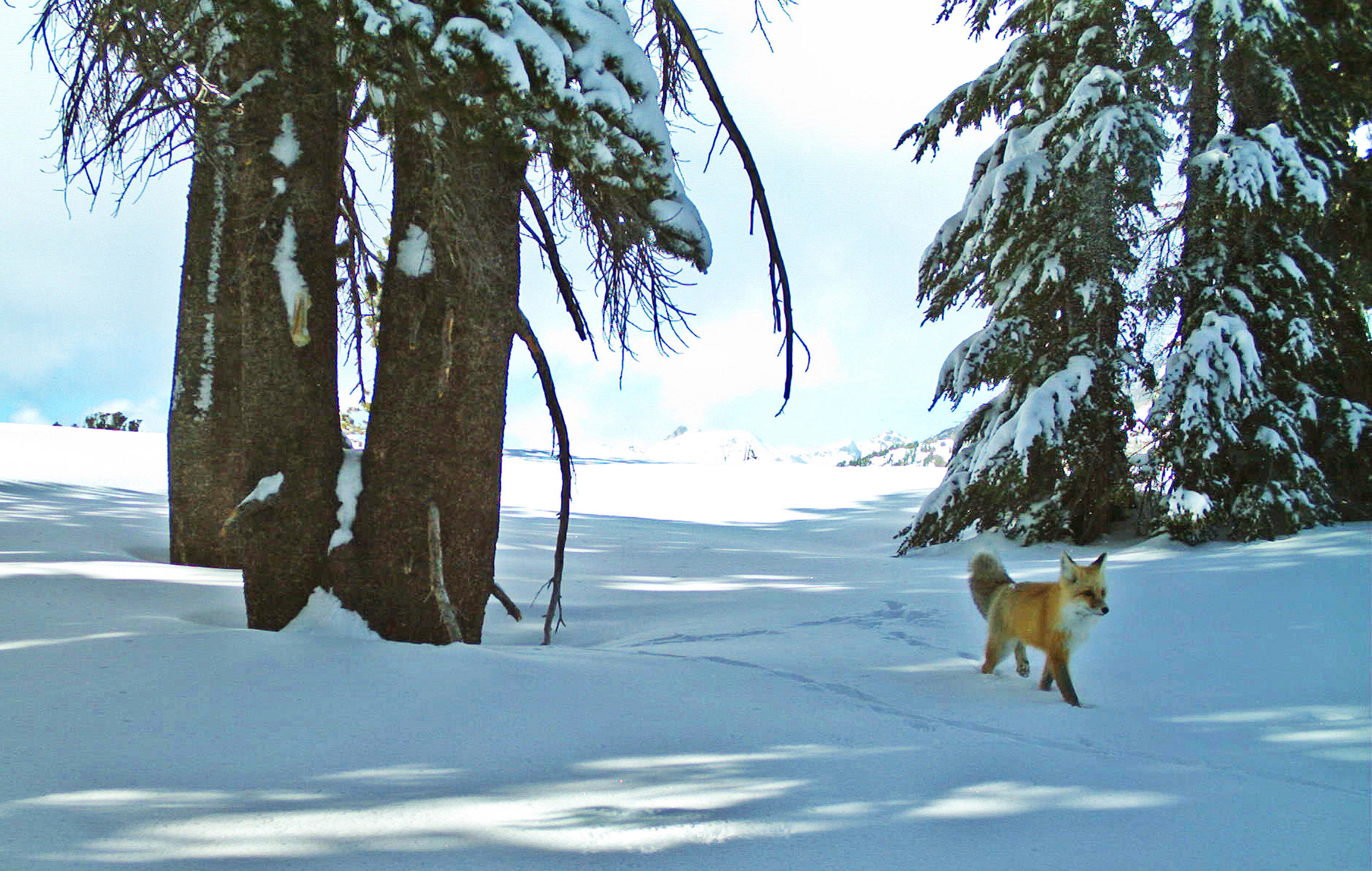 Sierra Nevada Red Fox Endangered