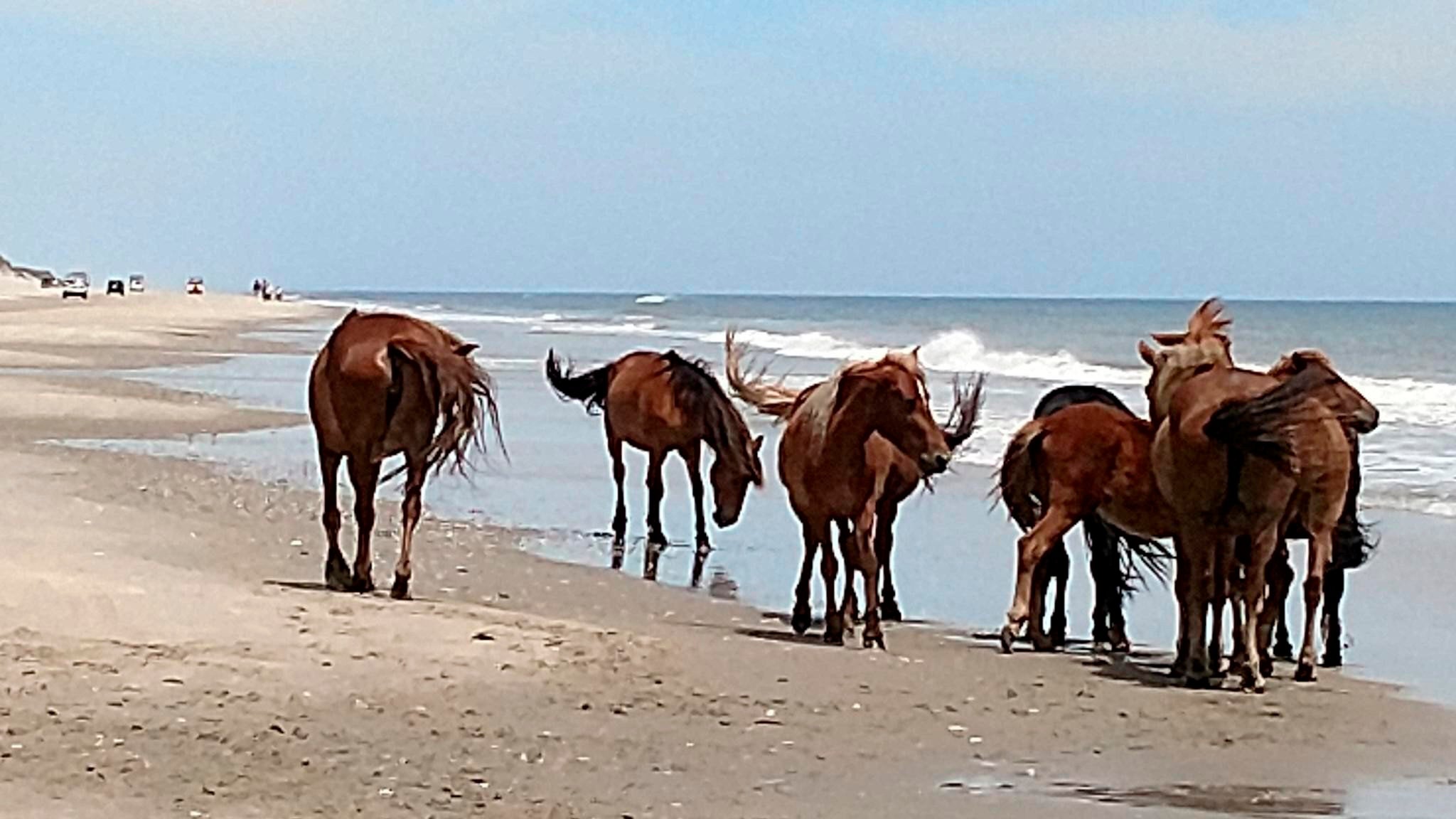 Wild Horse Dies-North-Carolina