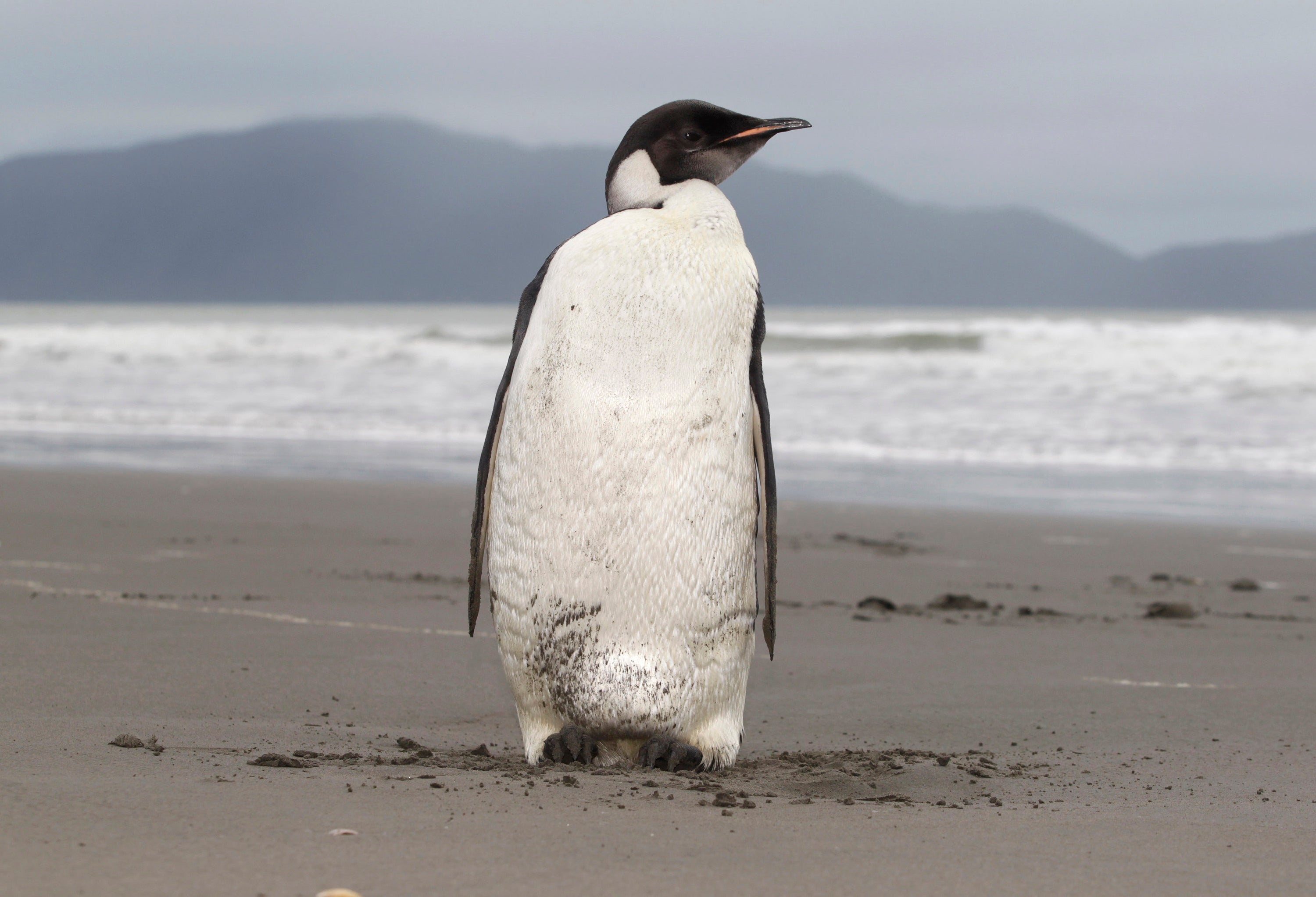 U.S. officials have announced a proposal to protect Emperor penguins under the Endangered Species Act.