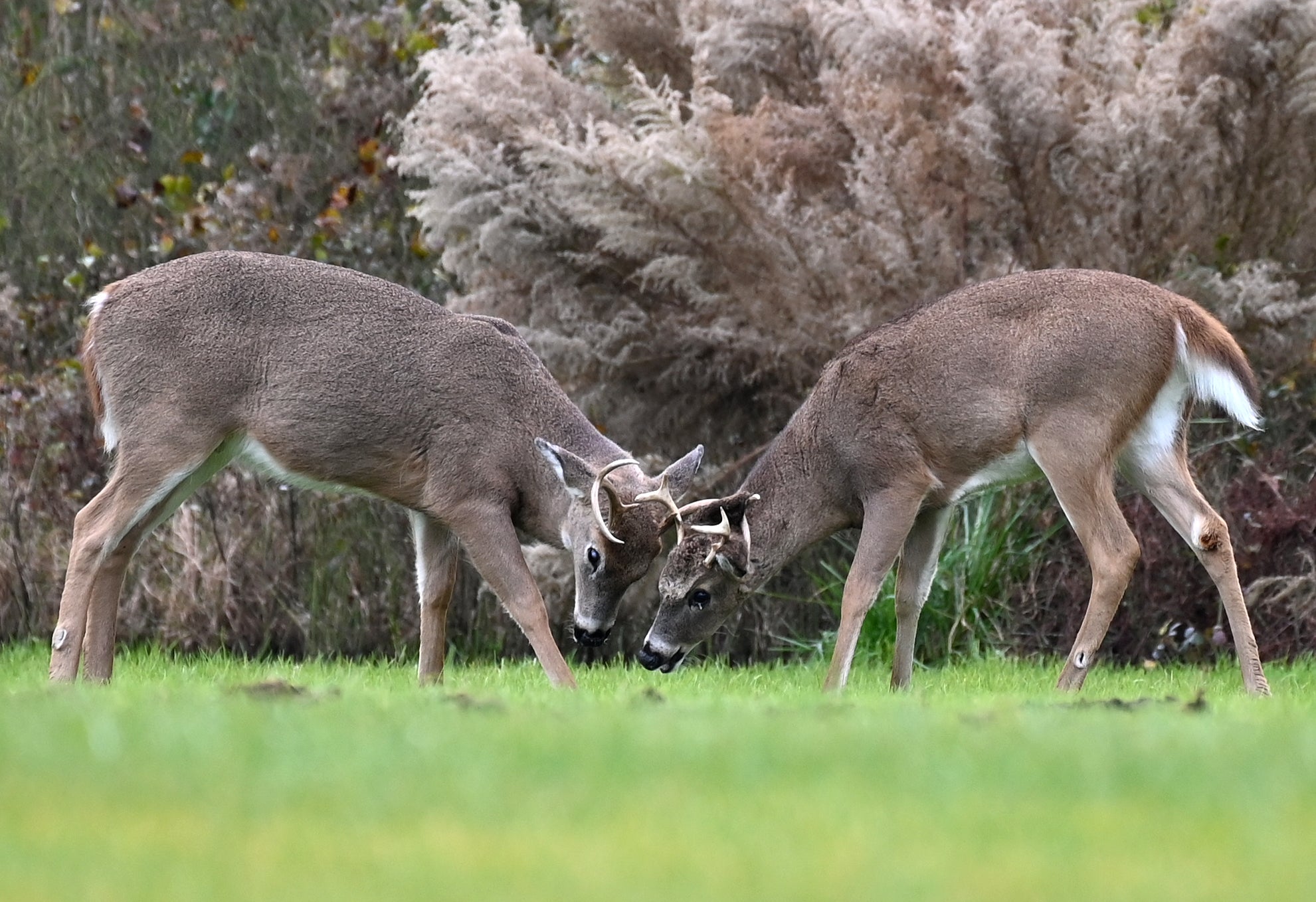 File: Two white-tailed deer bucks seen at Cape Henlopen State Park in Delaware