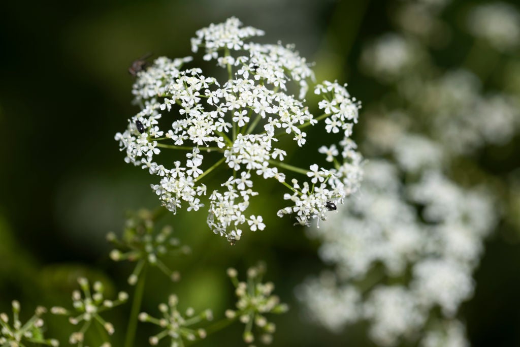 A hemlock plant