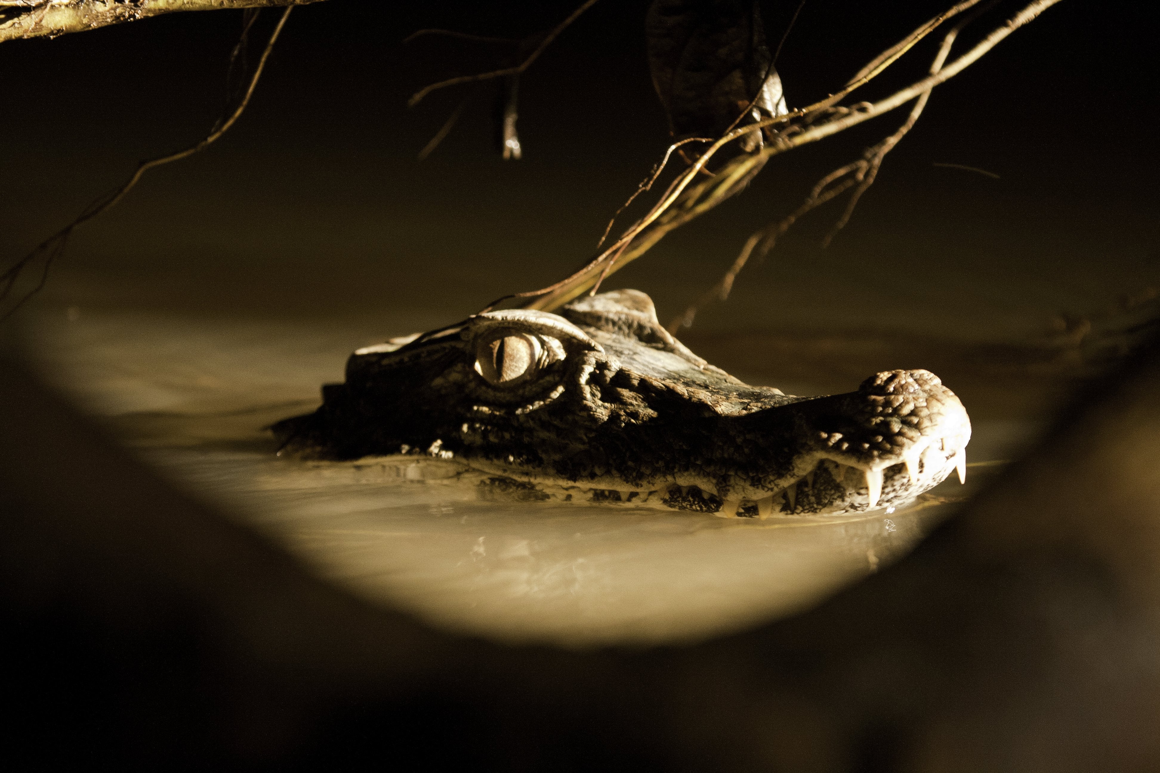 A Cuvier’s dwarf caiman seen on a lake, in the Ecuadorean Yasuni National Park