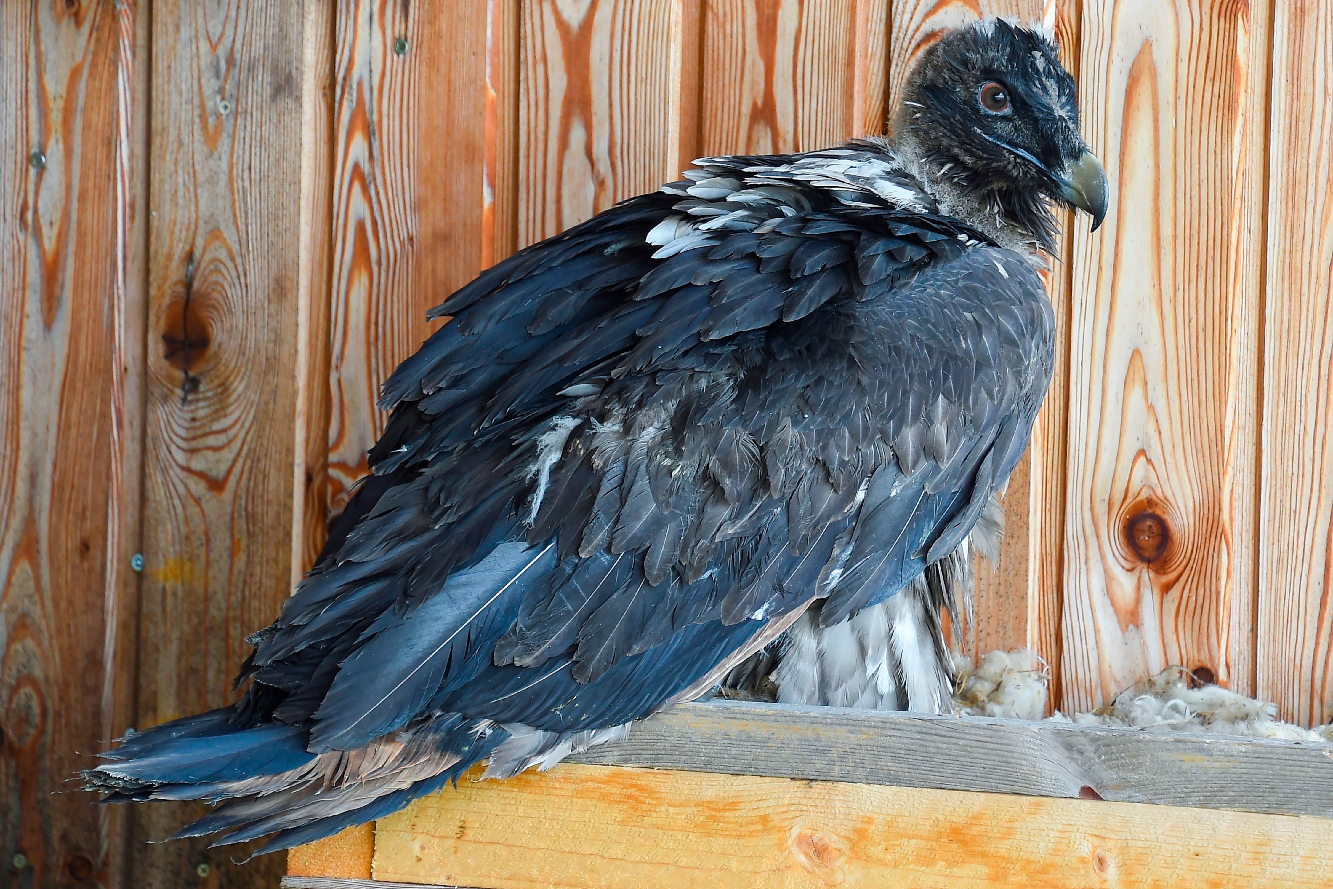 A bearded vulture in its new artificial nest, both brought to the Grands Causses regional natural park for the reintroduction of the species in Lozere, southern France