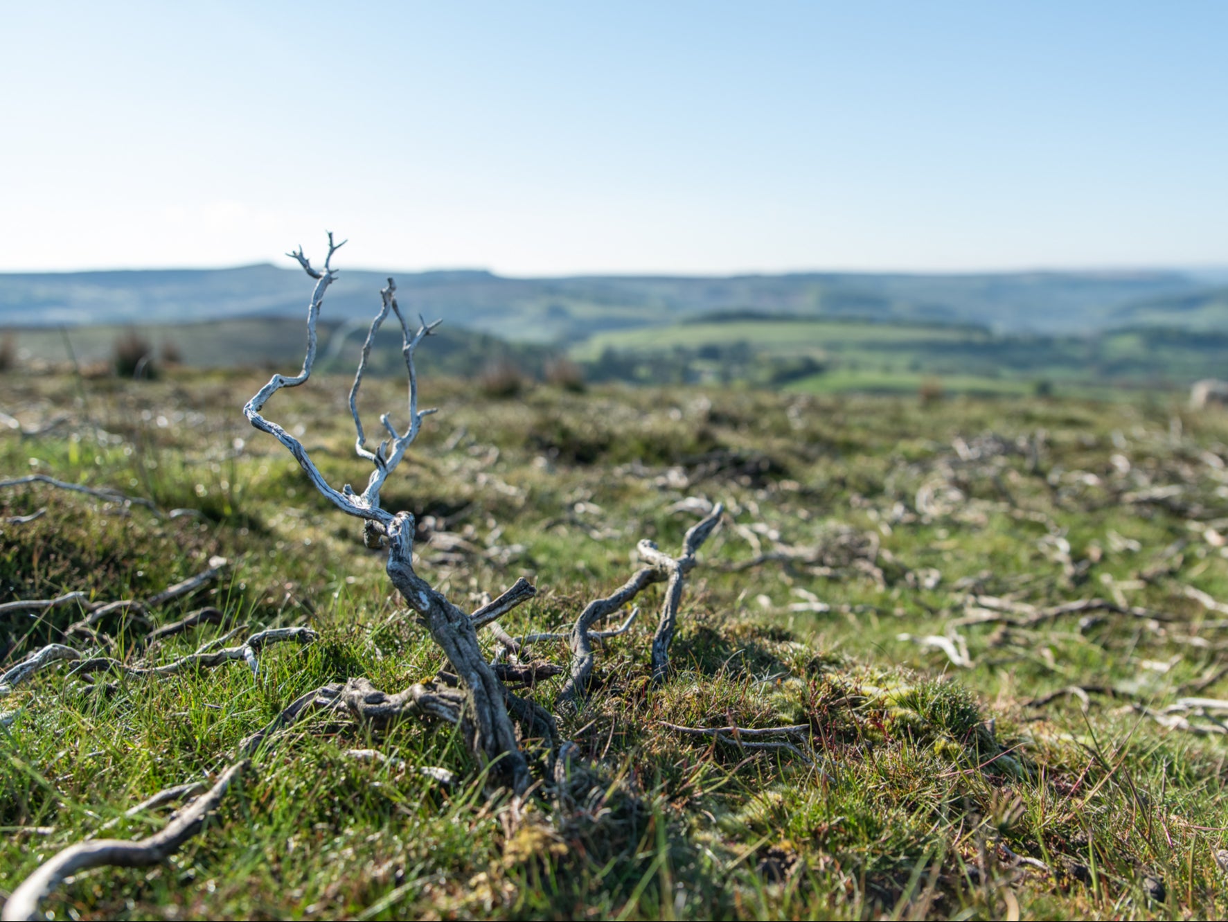 Grouse moor at Bamford Edge in the Peak District