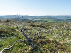 Grouse shooting moors dominating UK national parks and worsening climate crisis, charity warns