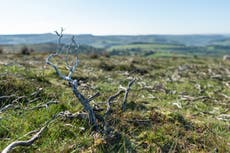 Grouse shooting moors dominating UK national parks and worsening climate crisis, charity warns