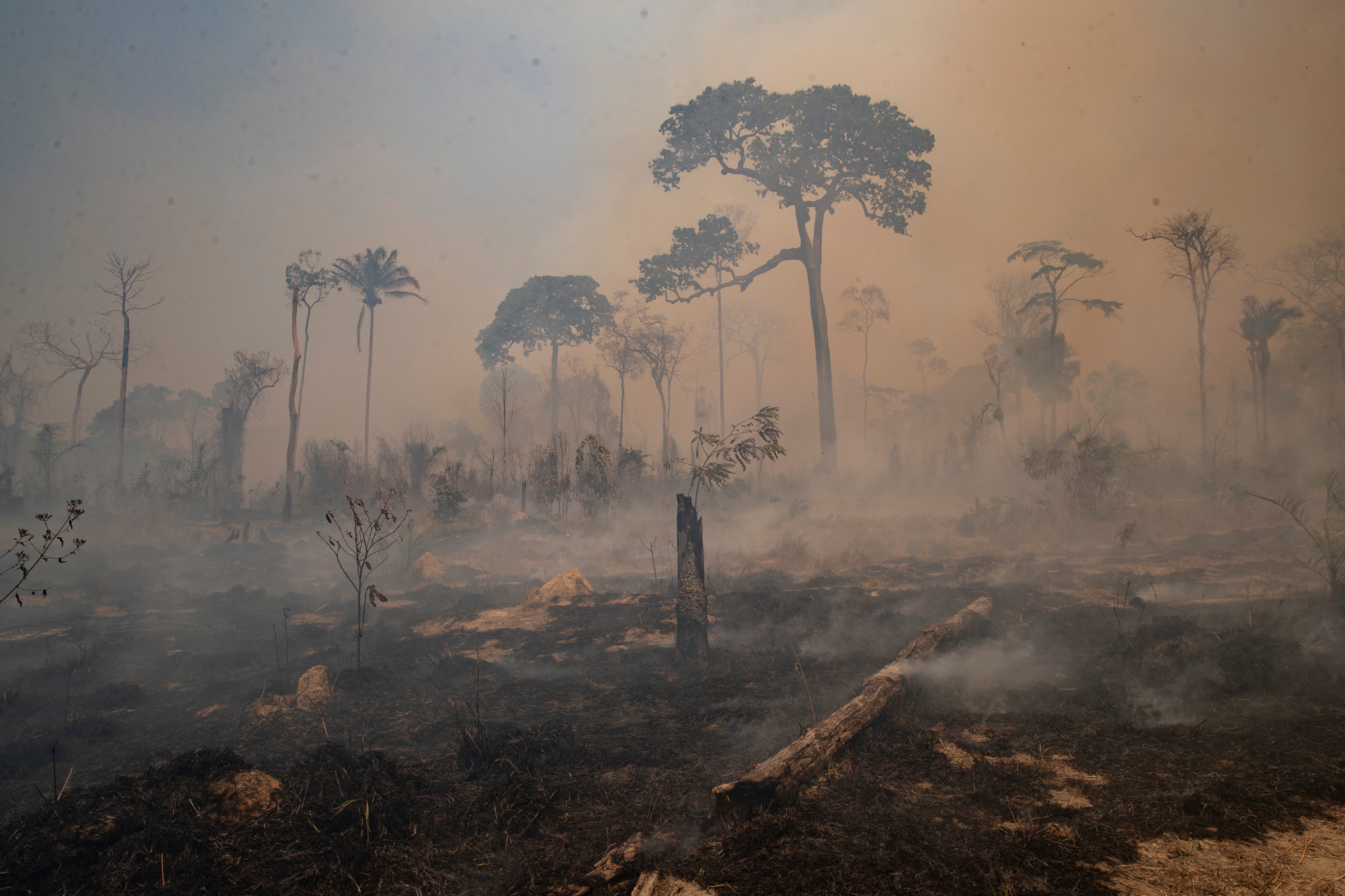 Brazil Amazon Fires