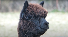 If Boris Johnson doesn’t save Geronimo the alpaca then the man is finally losing his touch