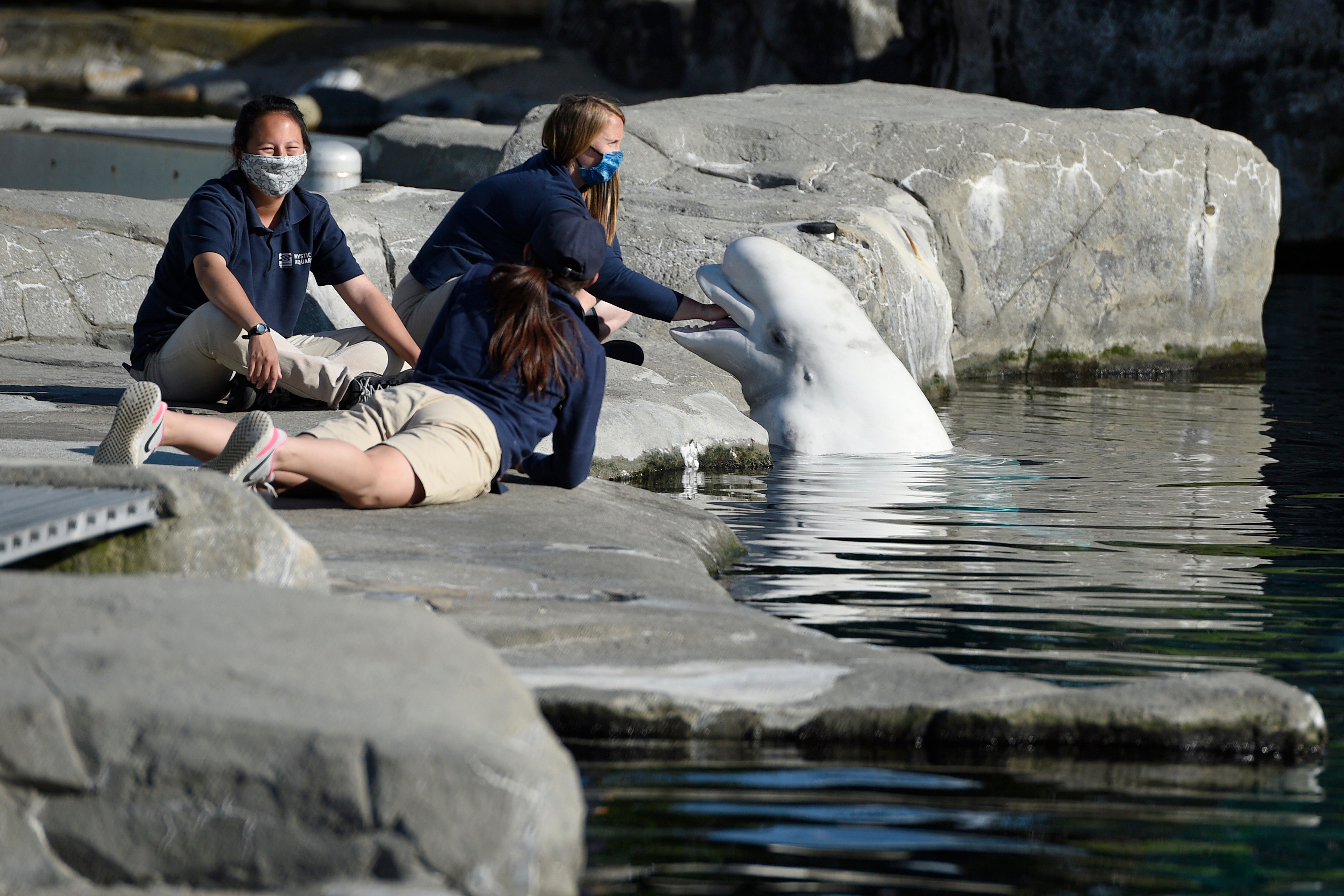 Aquarium Belugas