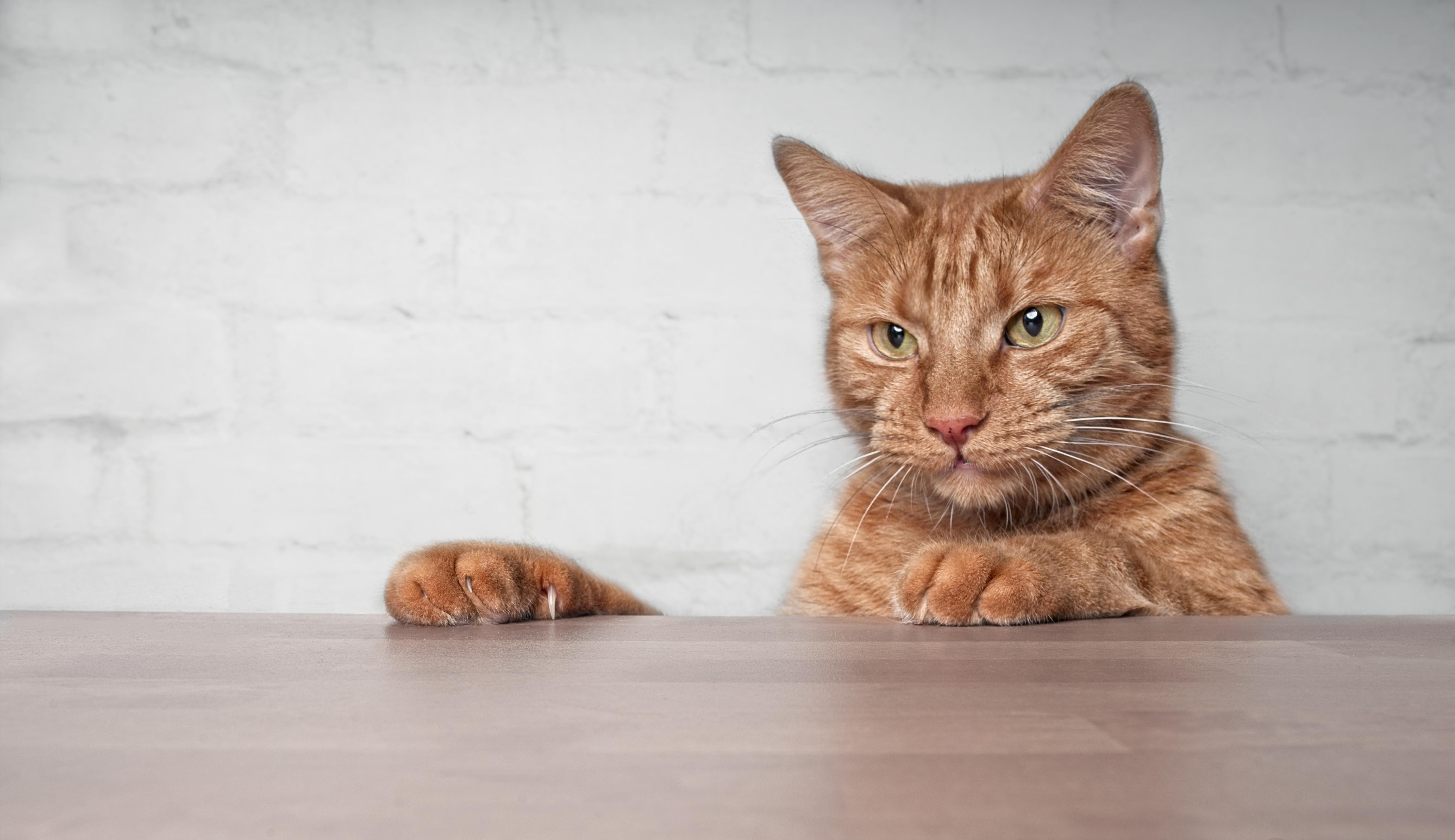 It’s International Cat Day (Alamy/PA)
