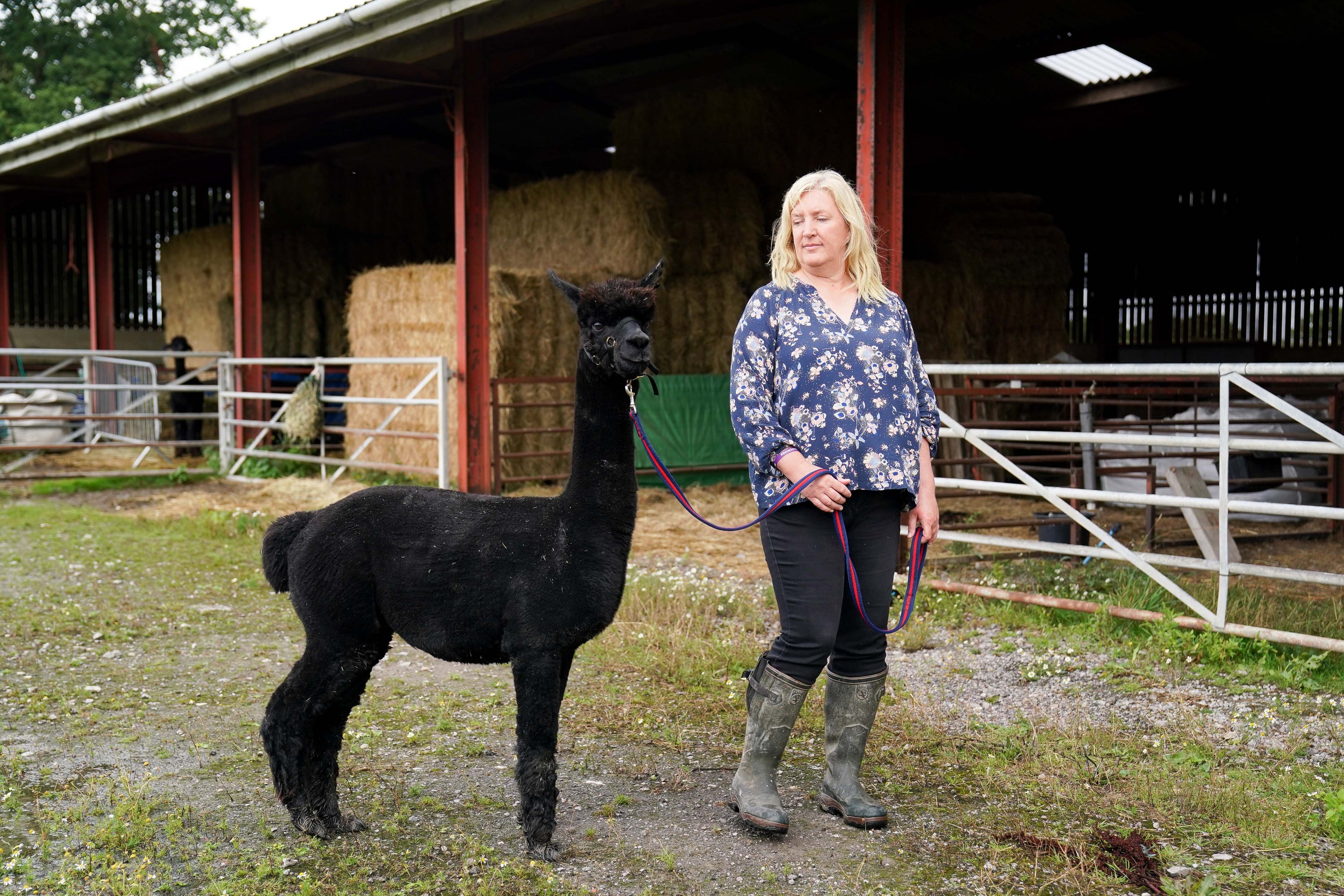 Geronimo the alpaca with owner Helen Macdonald