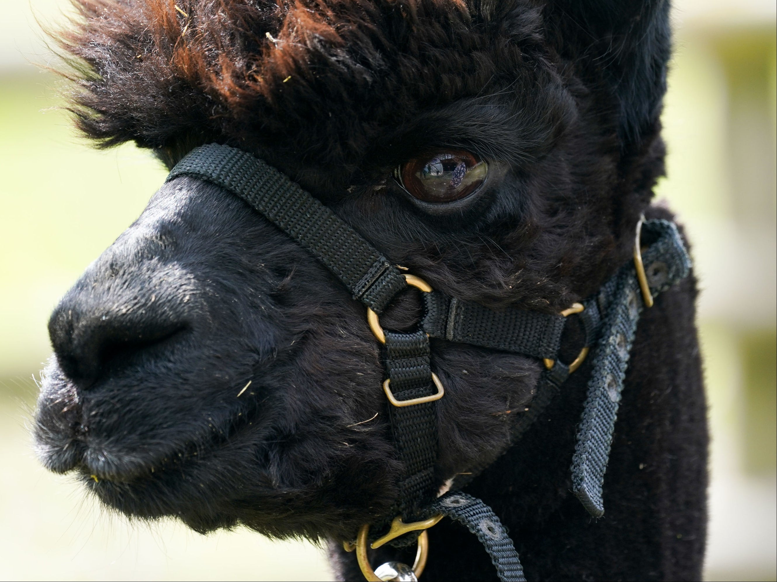 The government could do with a good news story about animal welfare to distract from outrage over the fate of Geronimo the alpaca