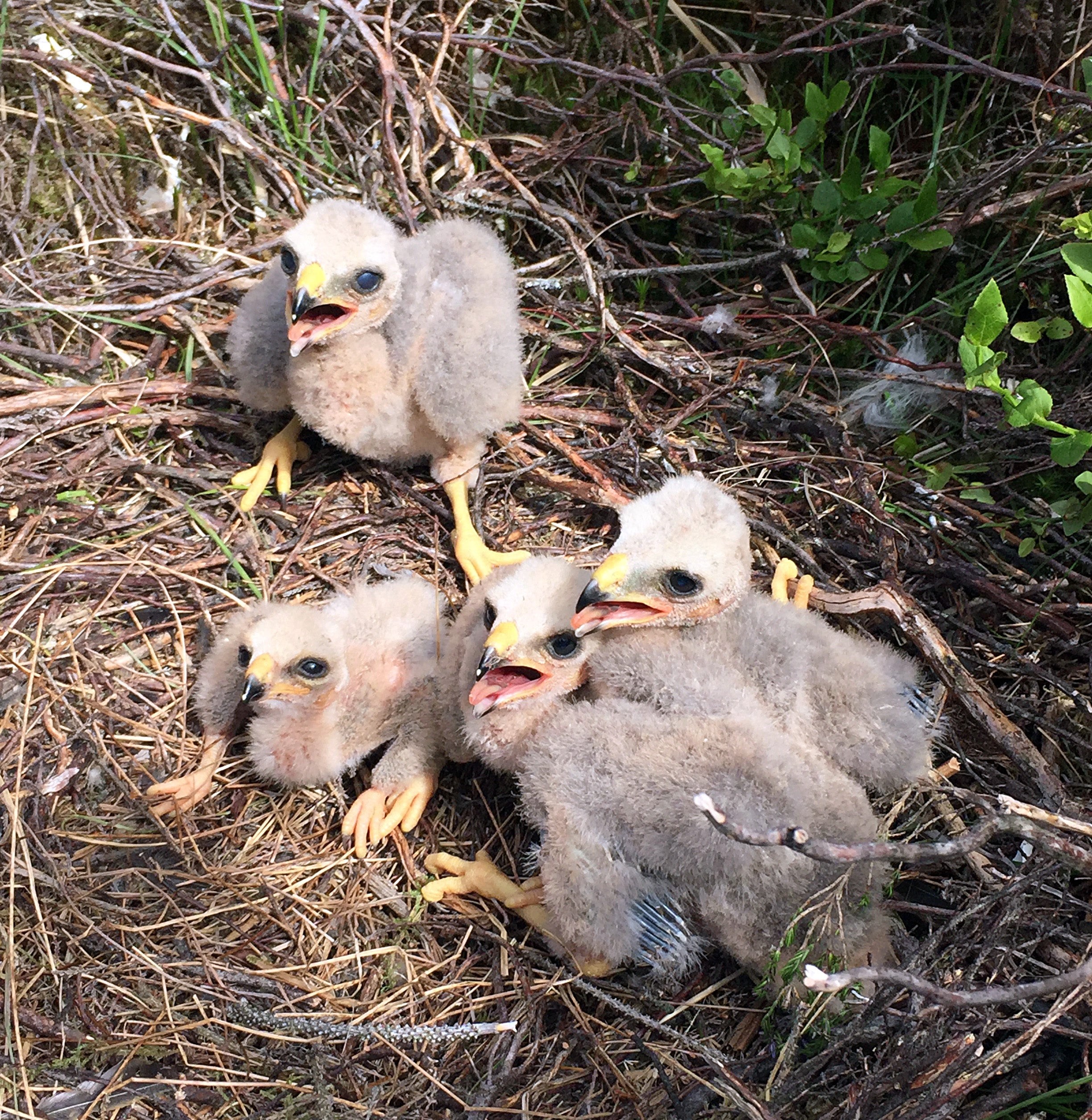 Chicks were killed underfoot, the report reveals