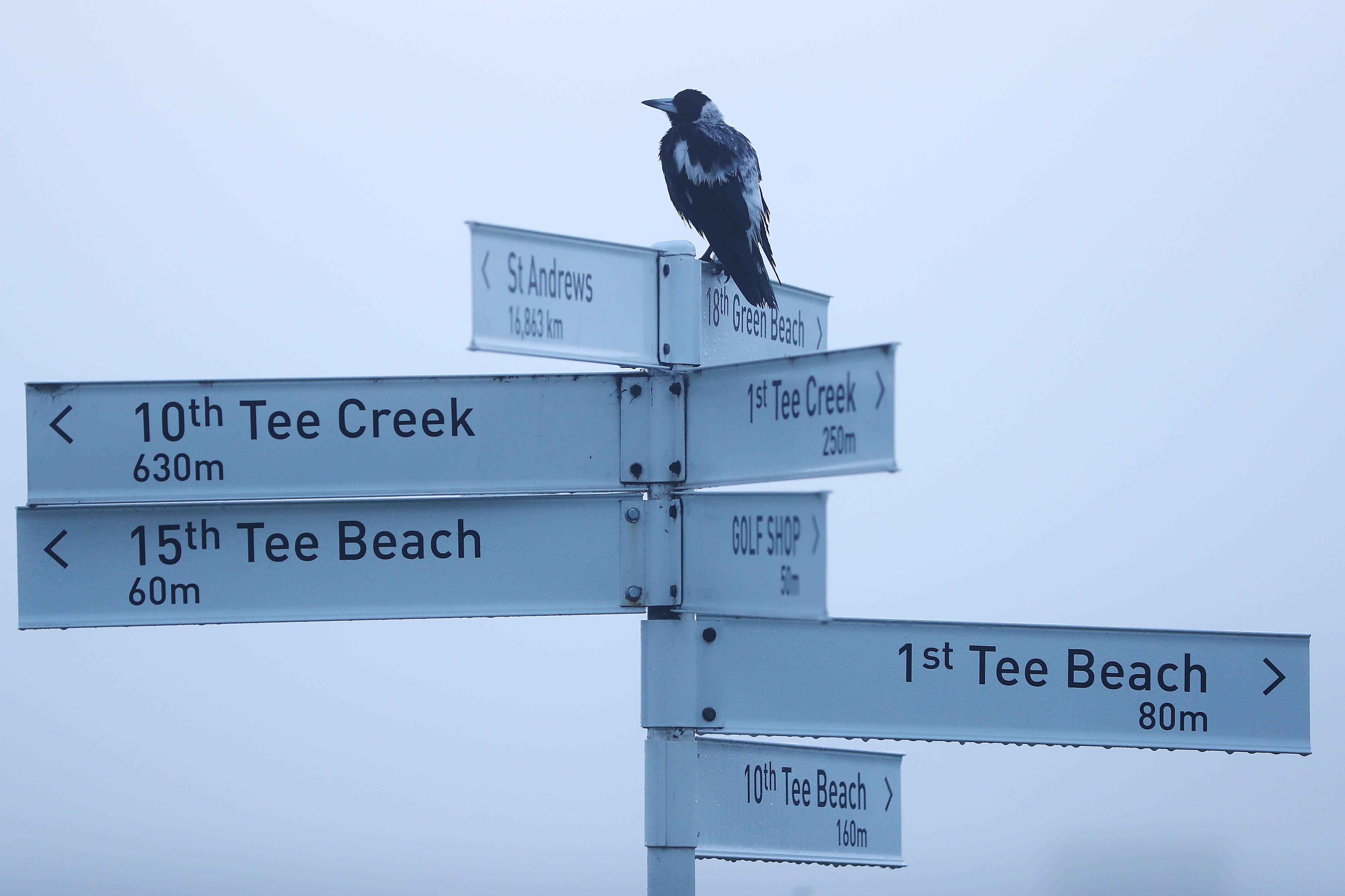 File Image: Male magpies swoop to protect the chicks in the nest and attack only within 50 metres of the nest