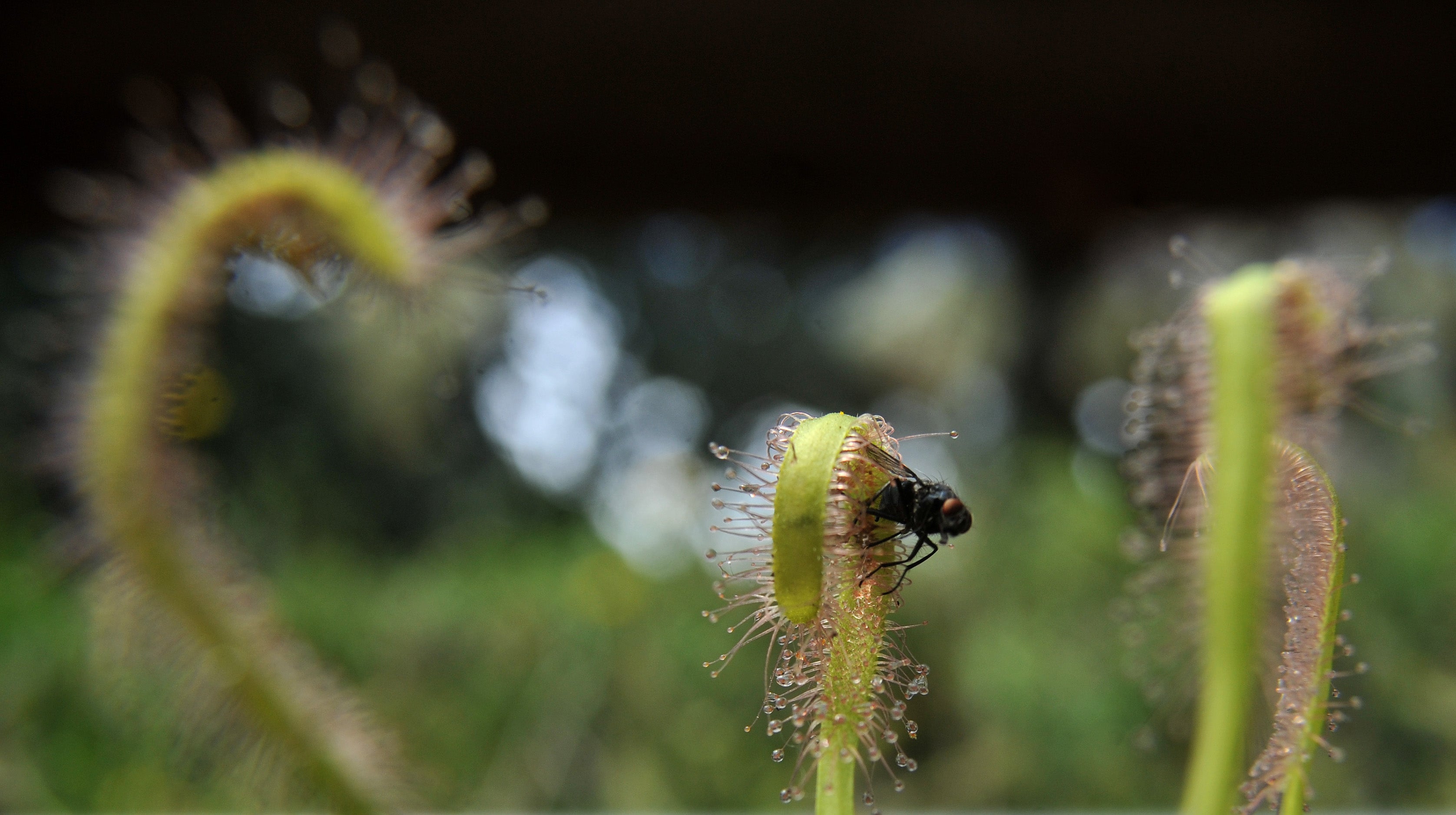 Representational: A sundew, another carnivorous plant, seen catching a fly at an exhibition of carnivorous plants at La Reserva biopark, Colombia