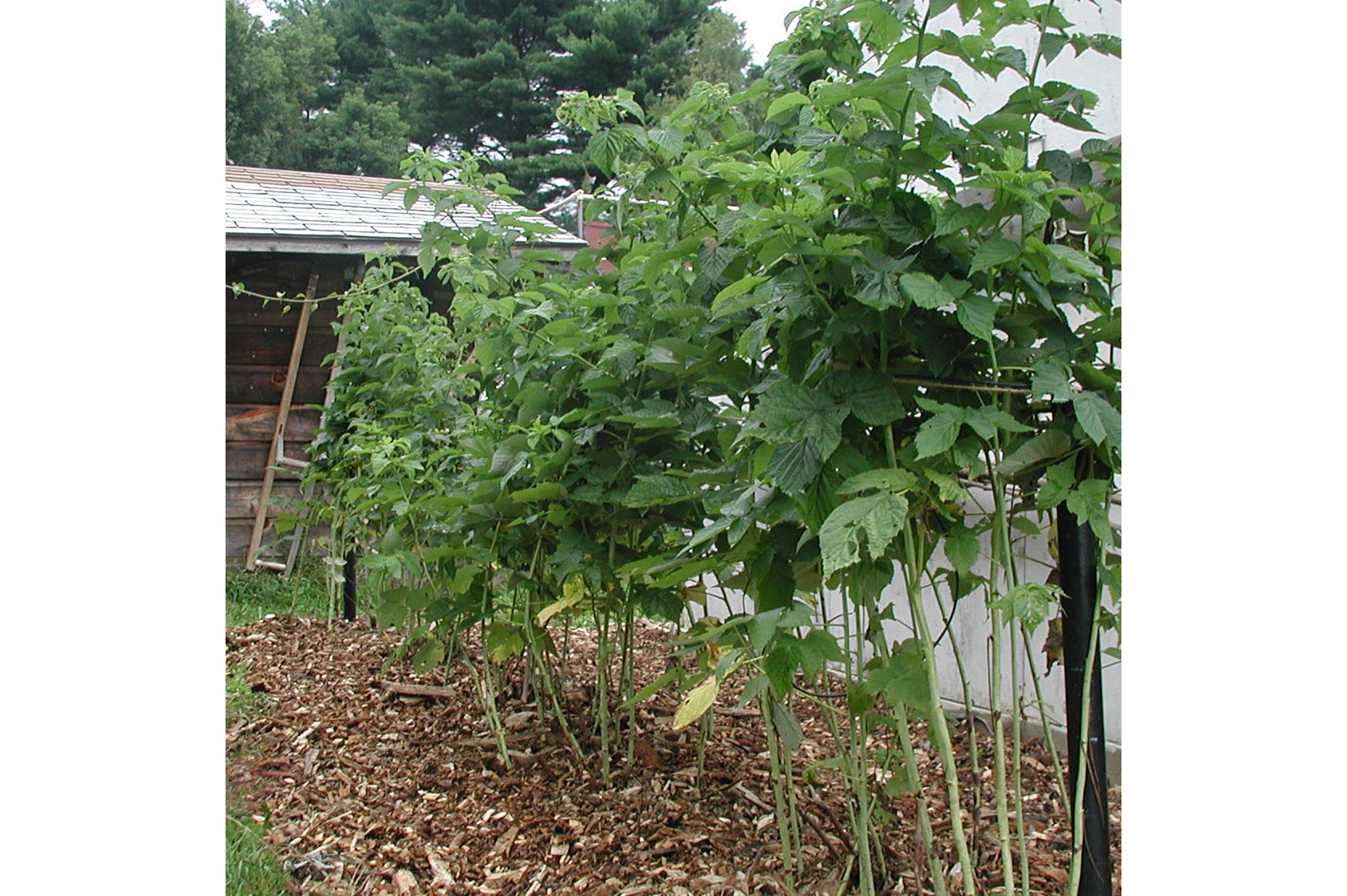 Gardening-Pruning Brambles